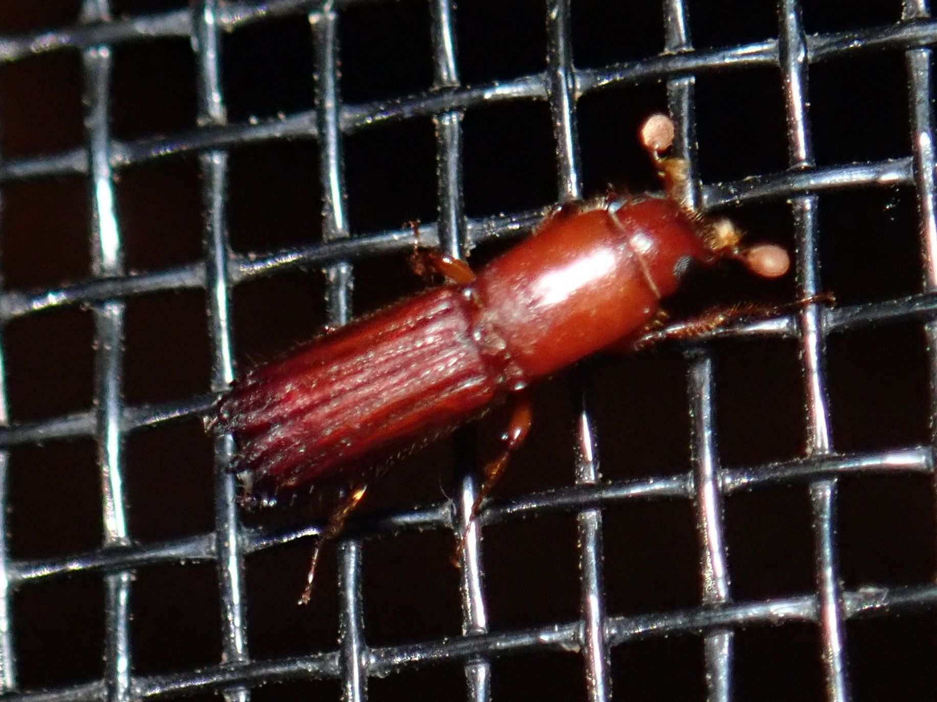 Tesserocerus
