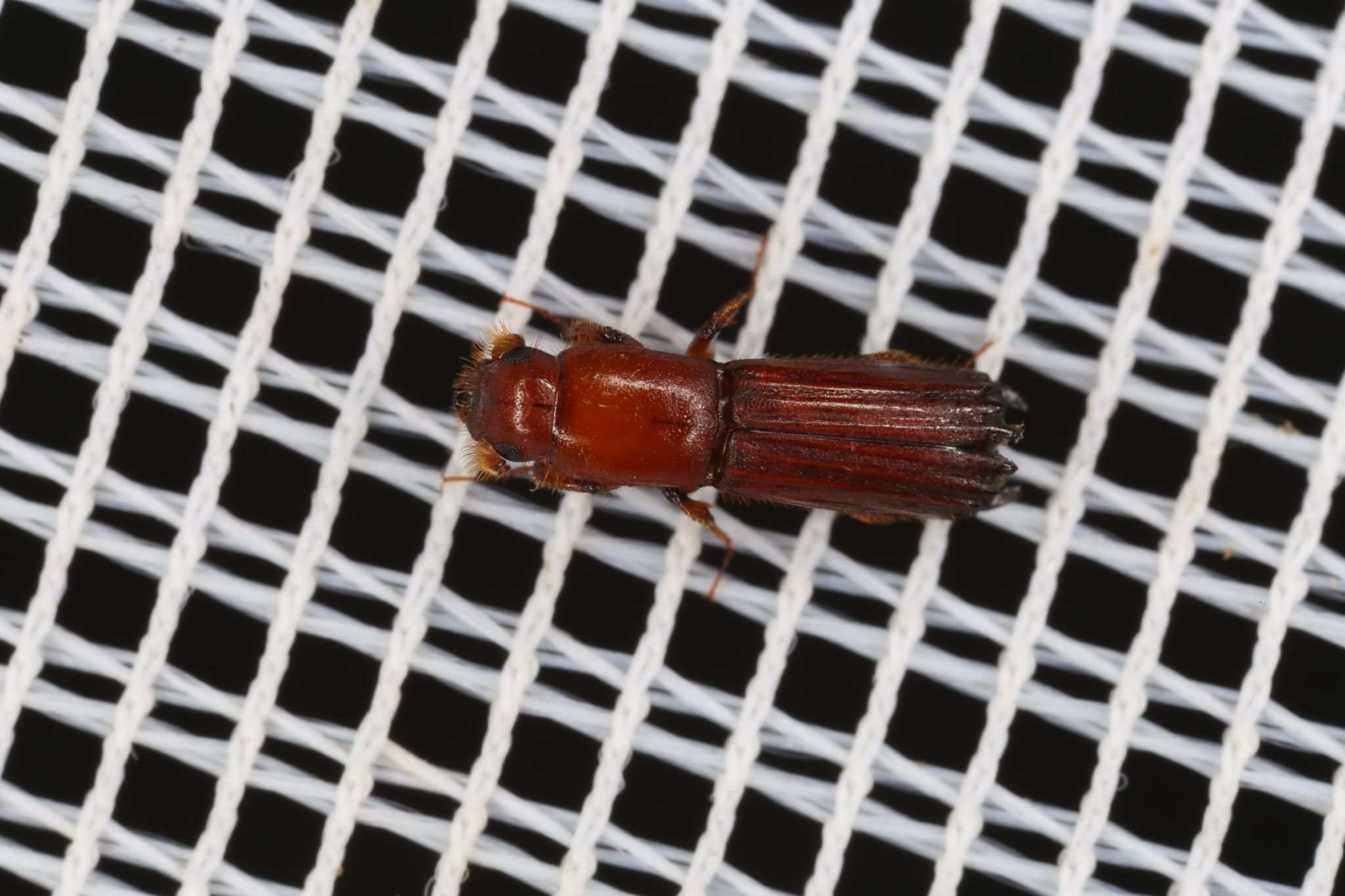 Tesserocerus