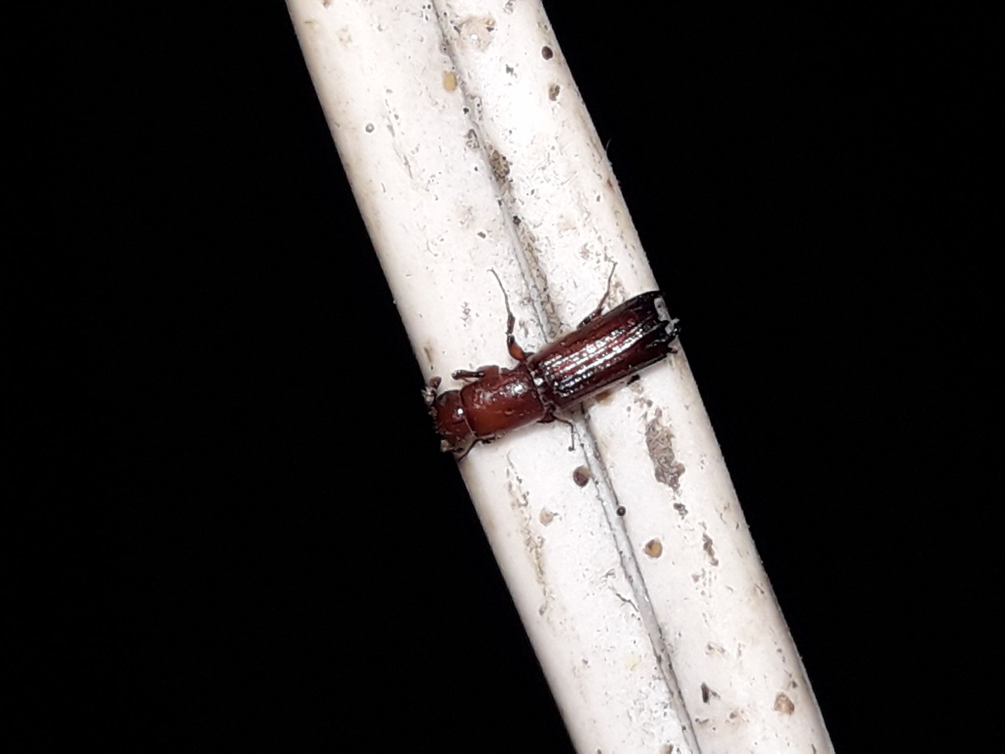 Tesserocerus