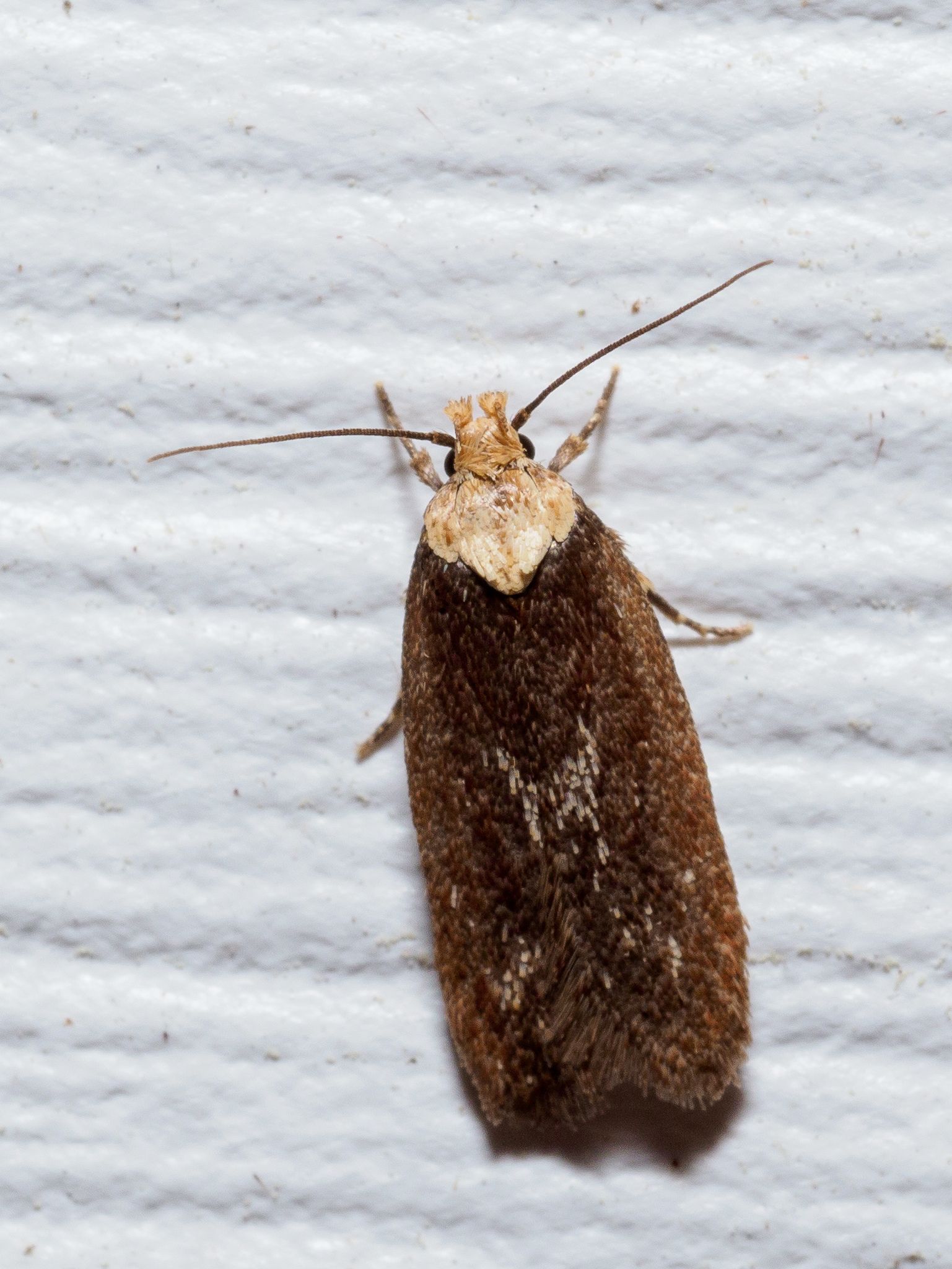 Depressaria