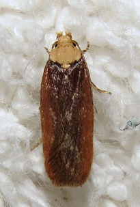 Depressaria