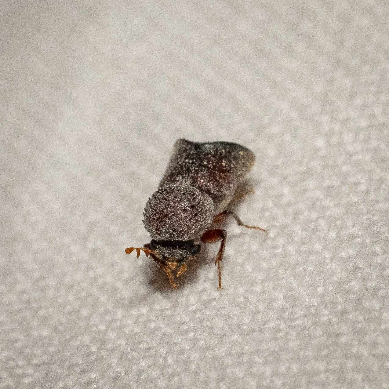 Calopertha