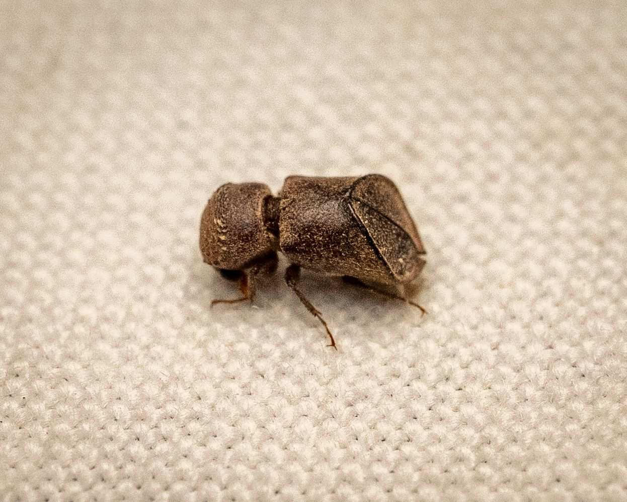 Calopertha