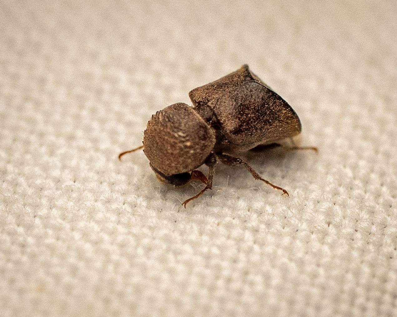 Calopertha