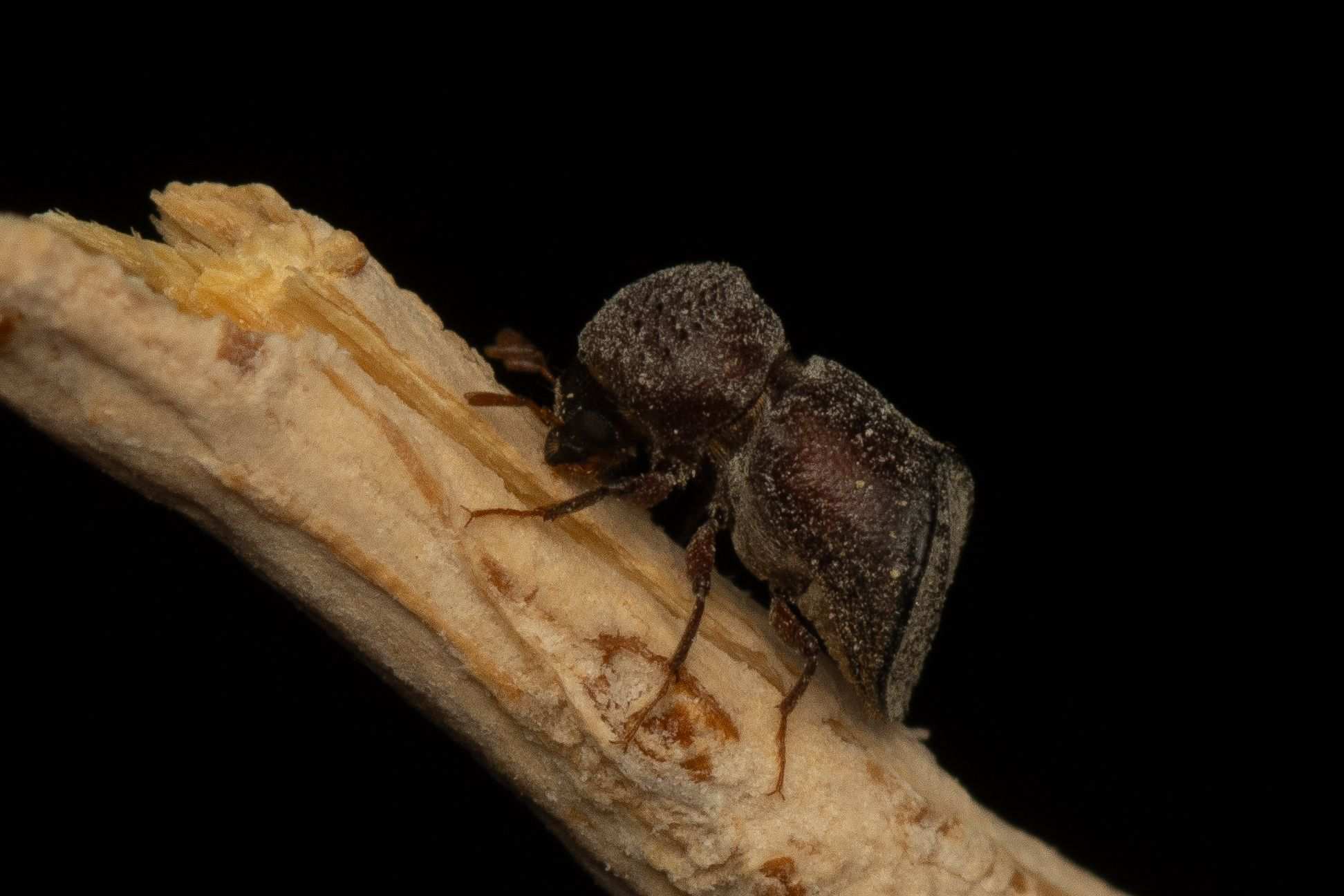 Calopertha