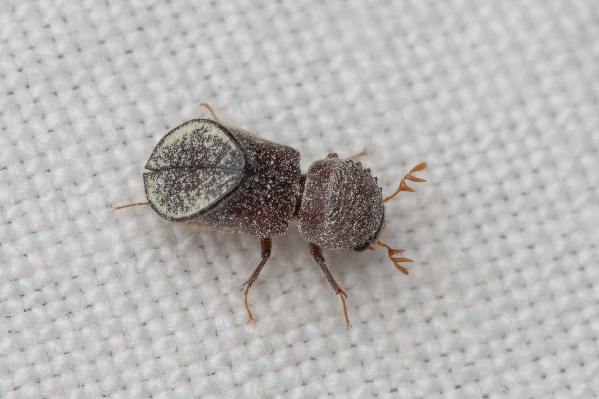 Calopertha