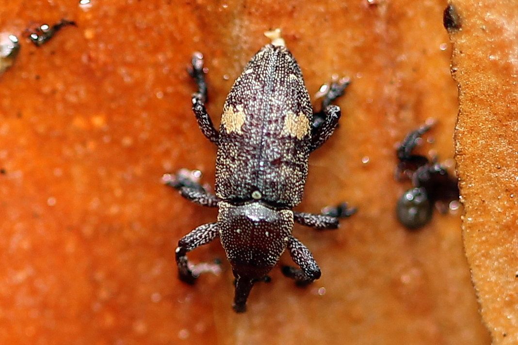 Pissodes piniphilus