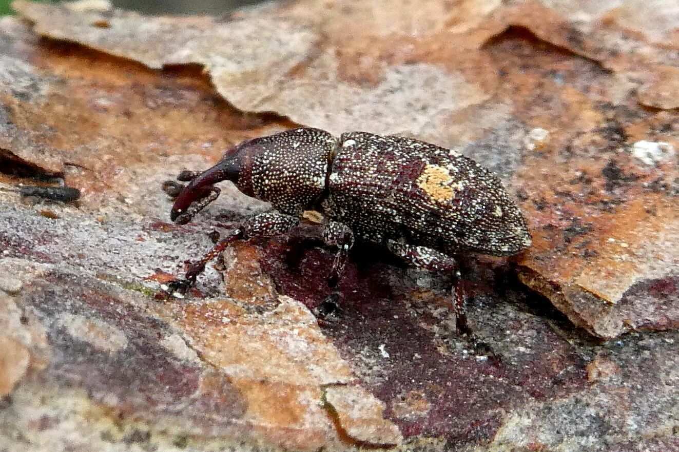 Pissodes piniphilus