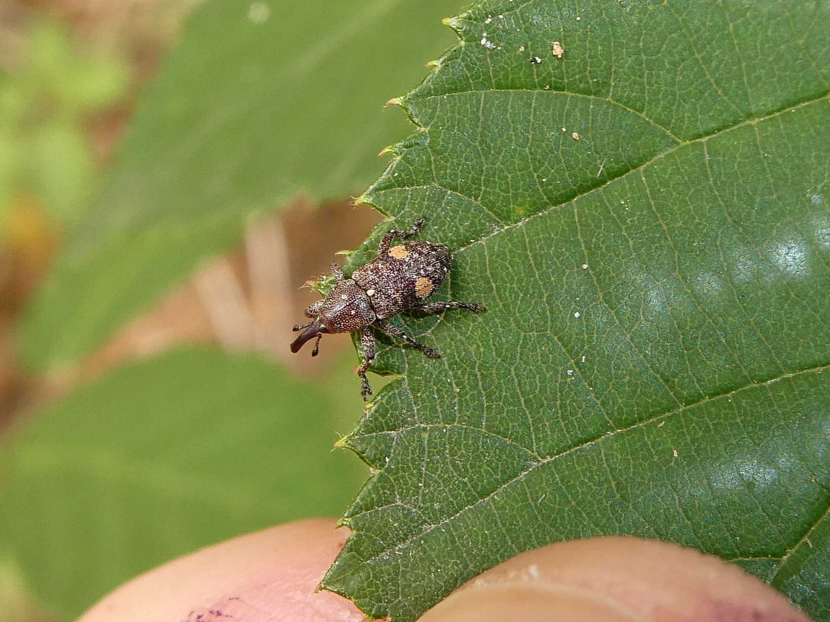 Pissodes piniphilus