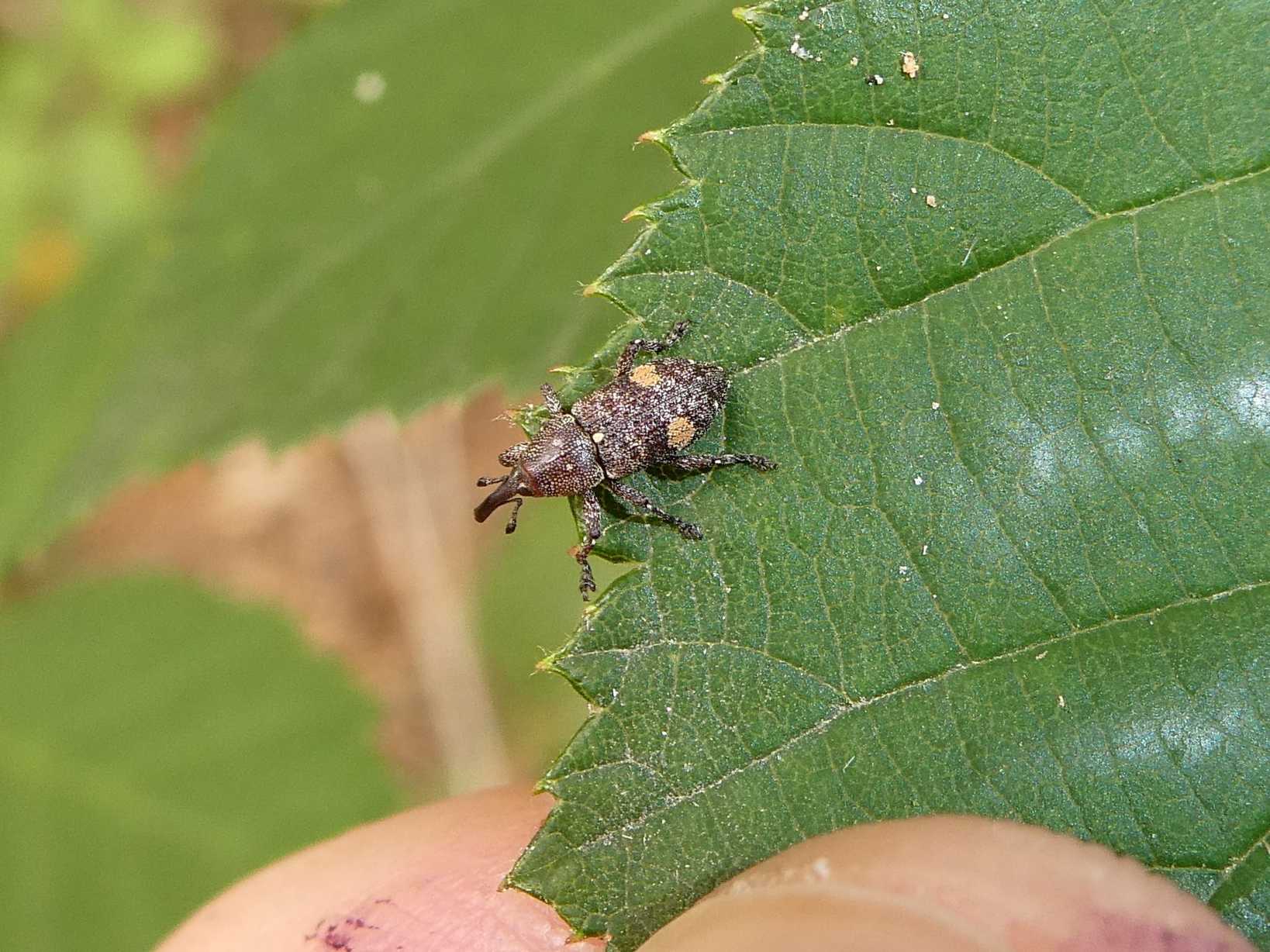 Pissodes piniphilus
