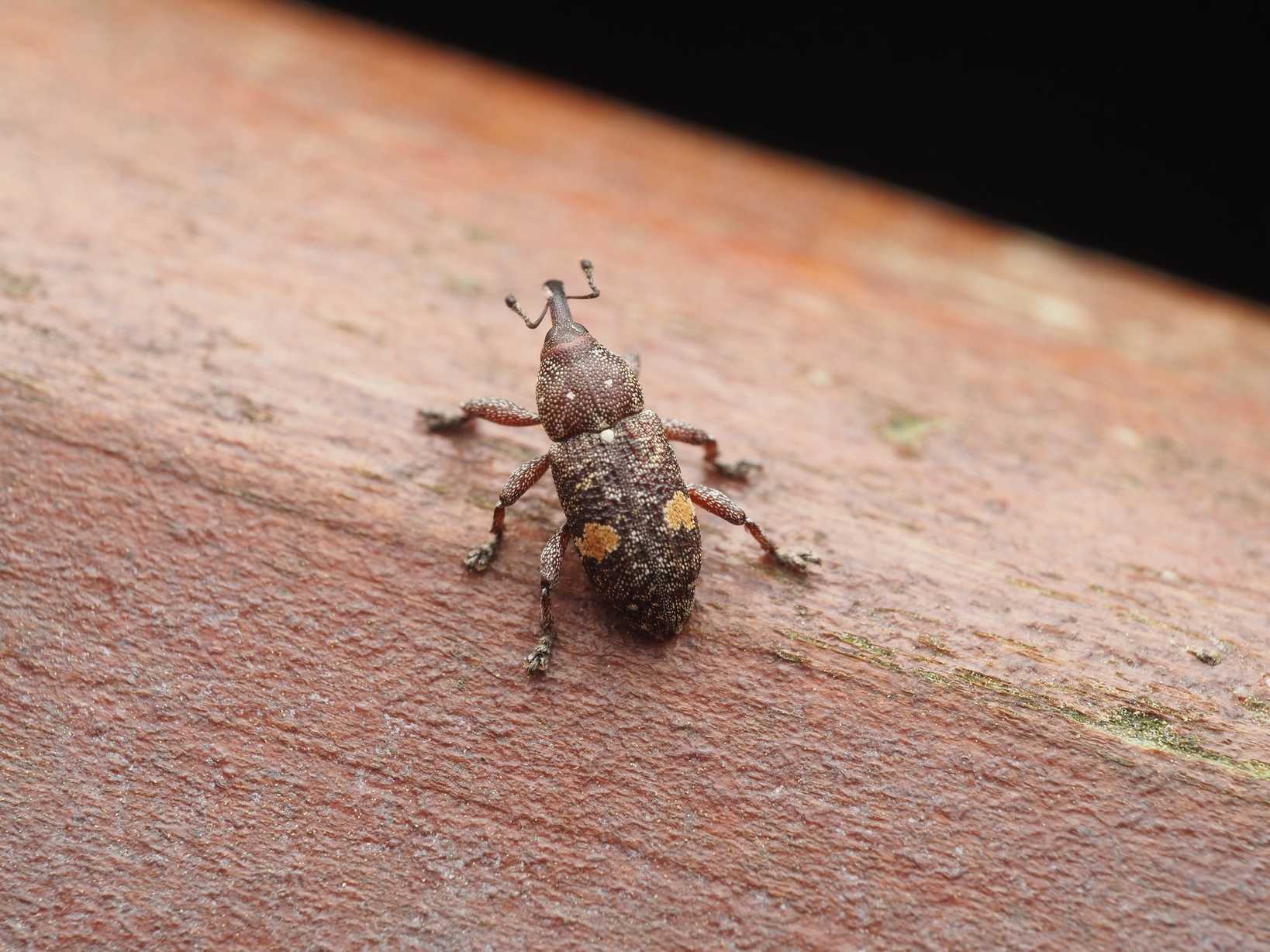 Pissodes piniphilus