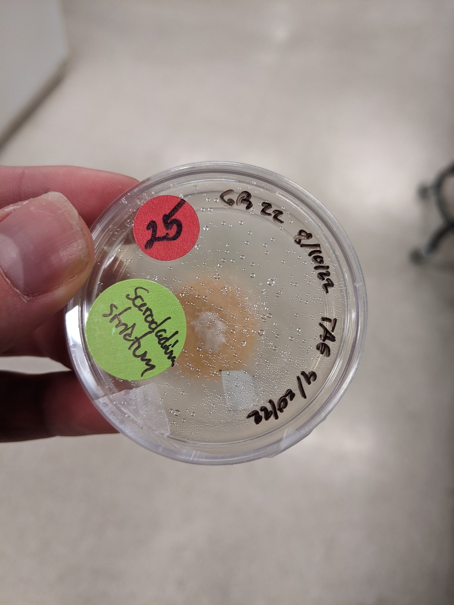 Sarocladium strictum