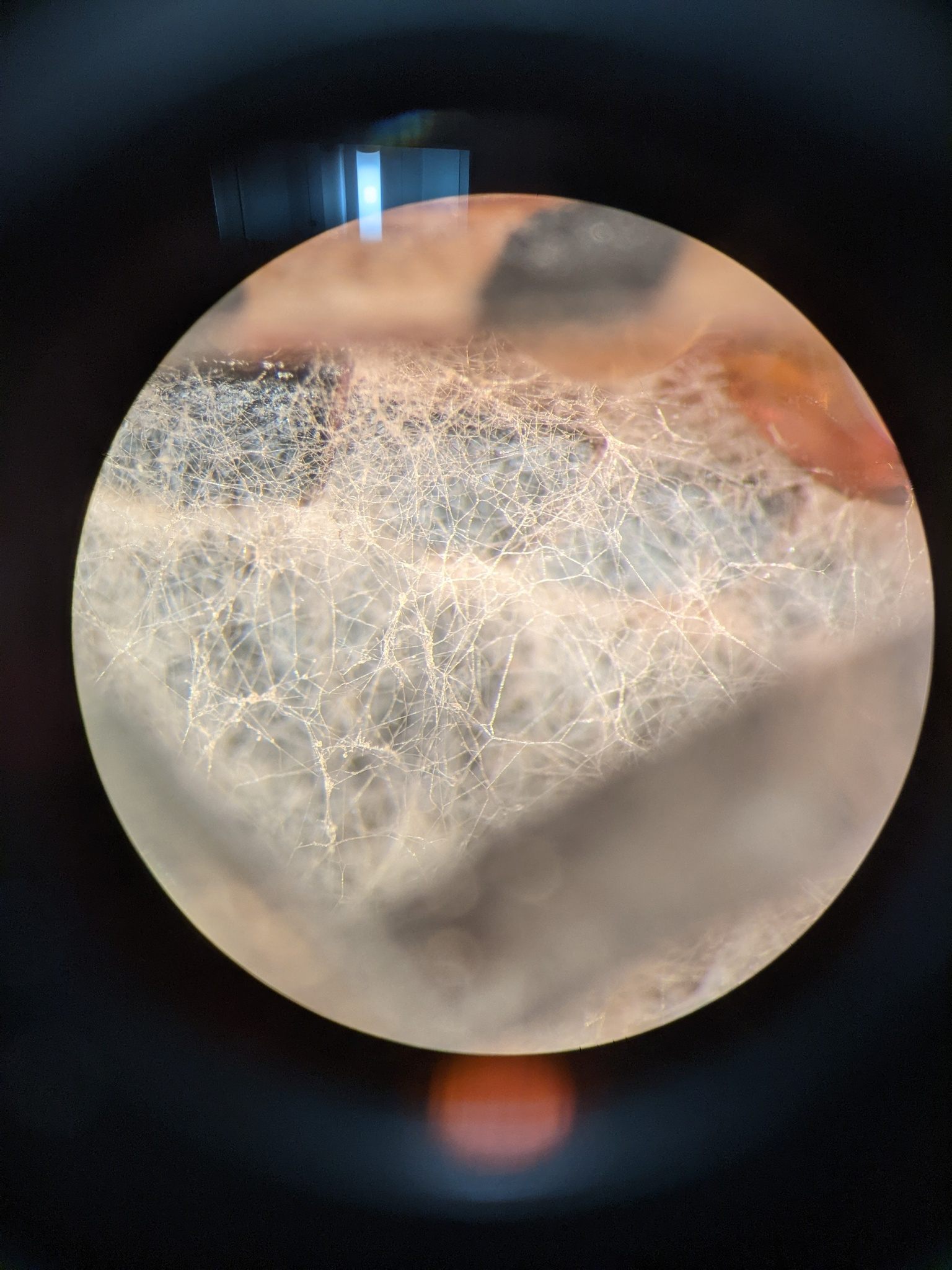 Sarocladium strictum