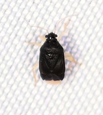 Sixeonotus