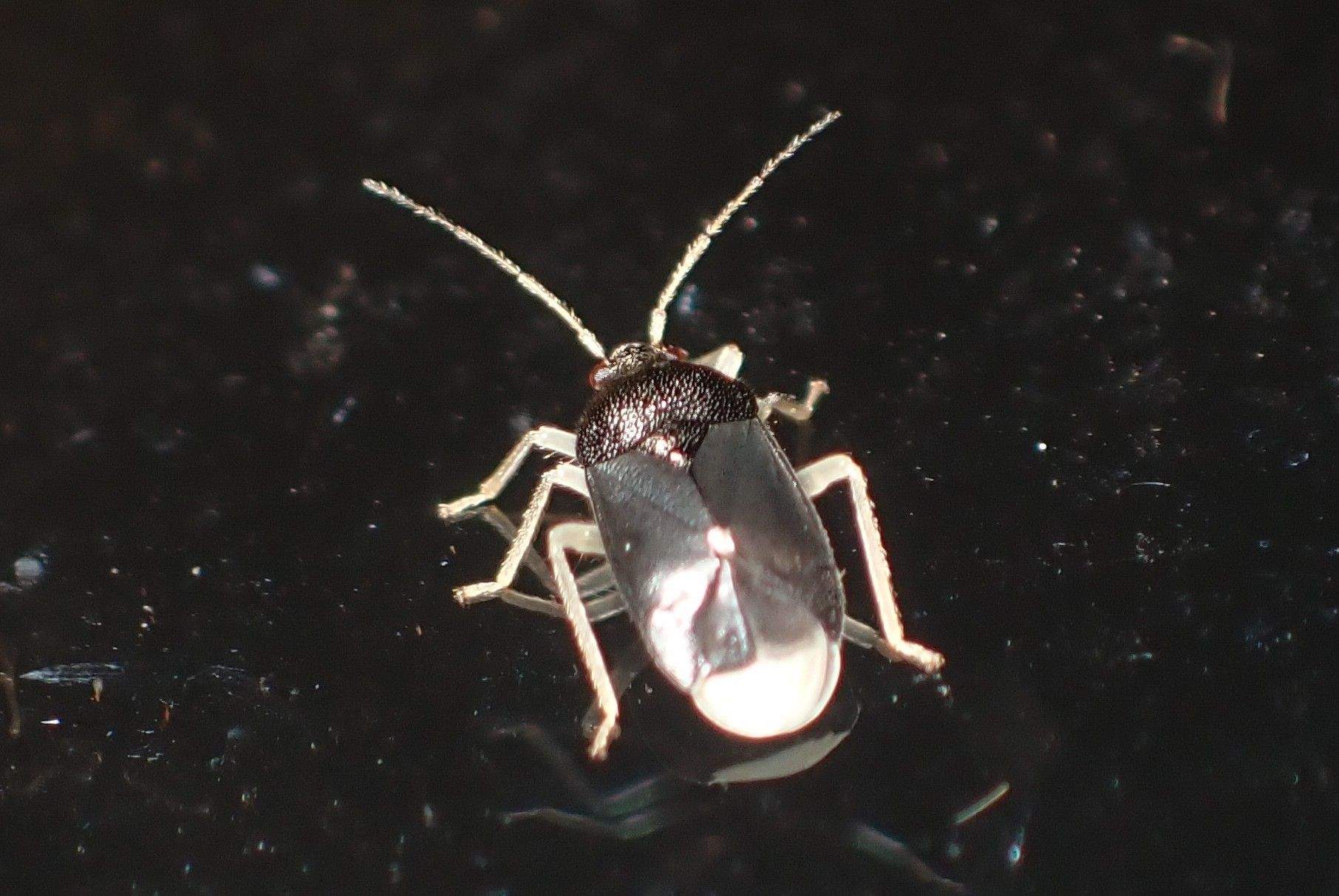 Sixeonotus