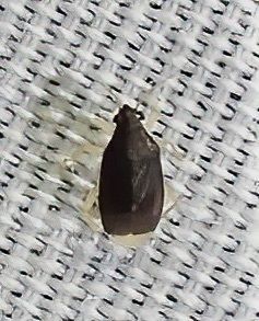Sixeonotus