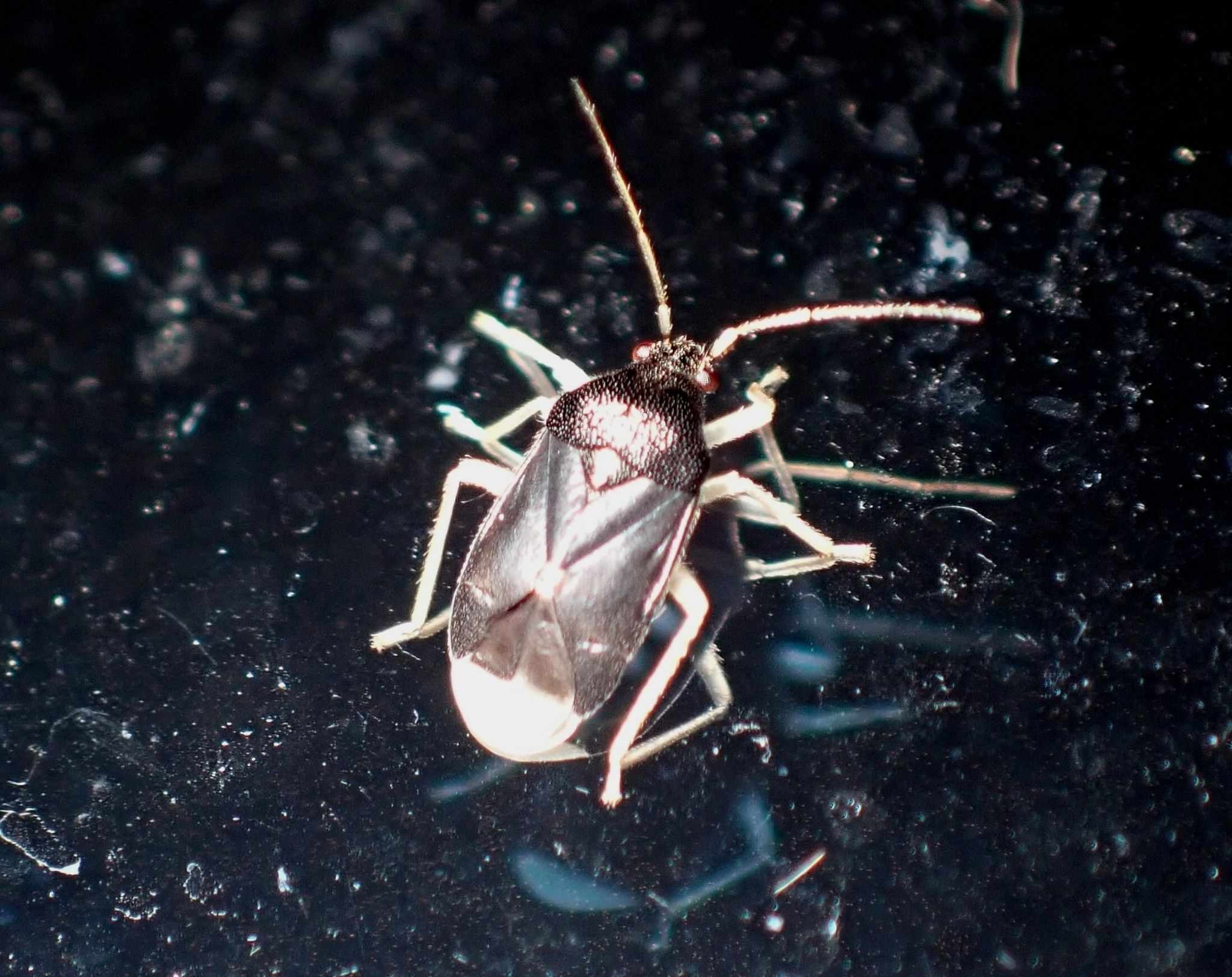 Sixeonotus