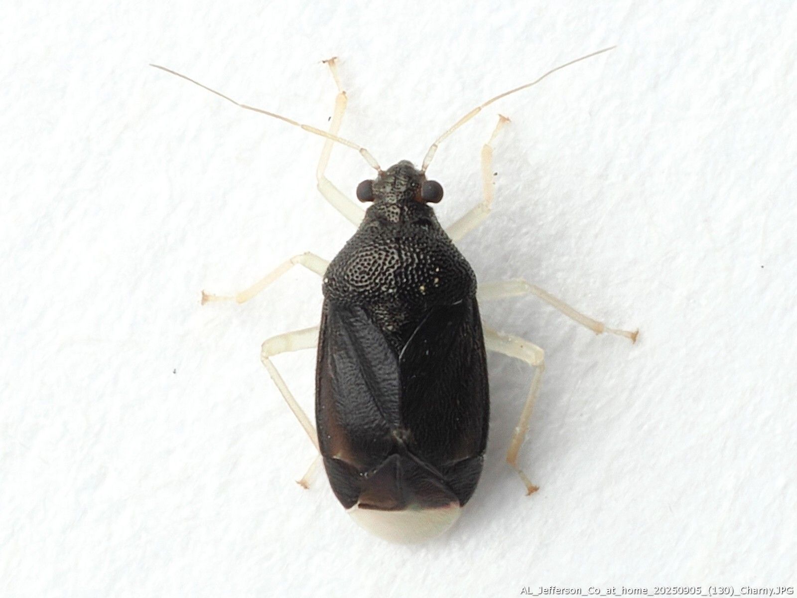 Sixeonotus