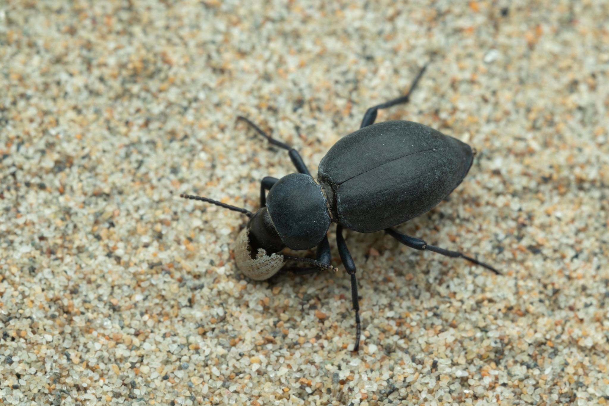 Tentyria