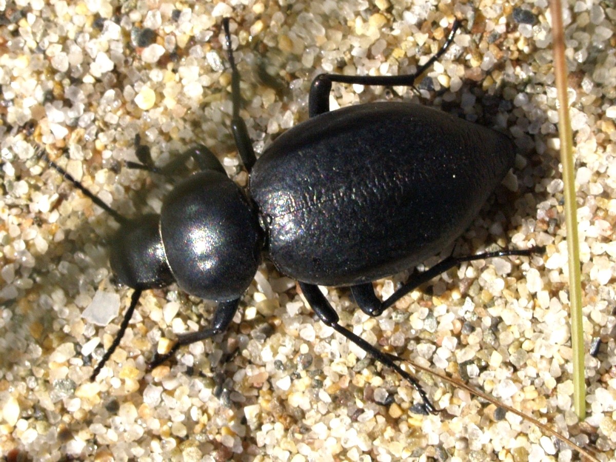 Tentyria