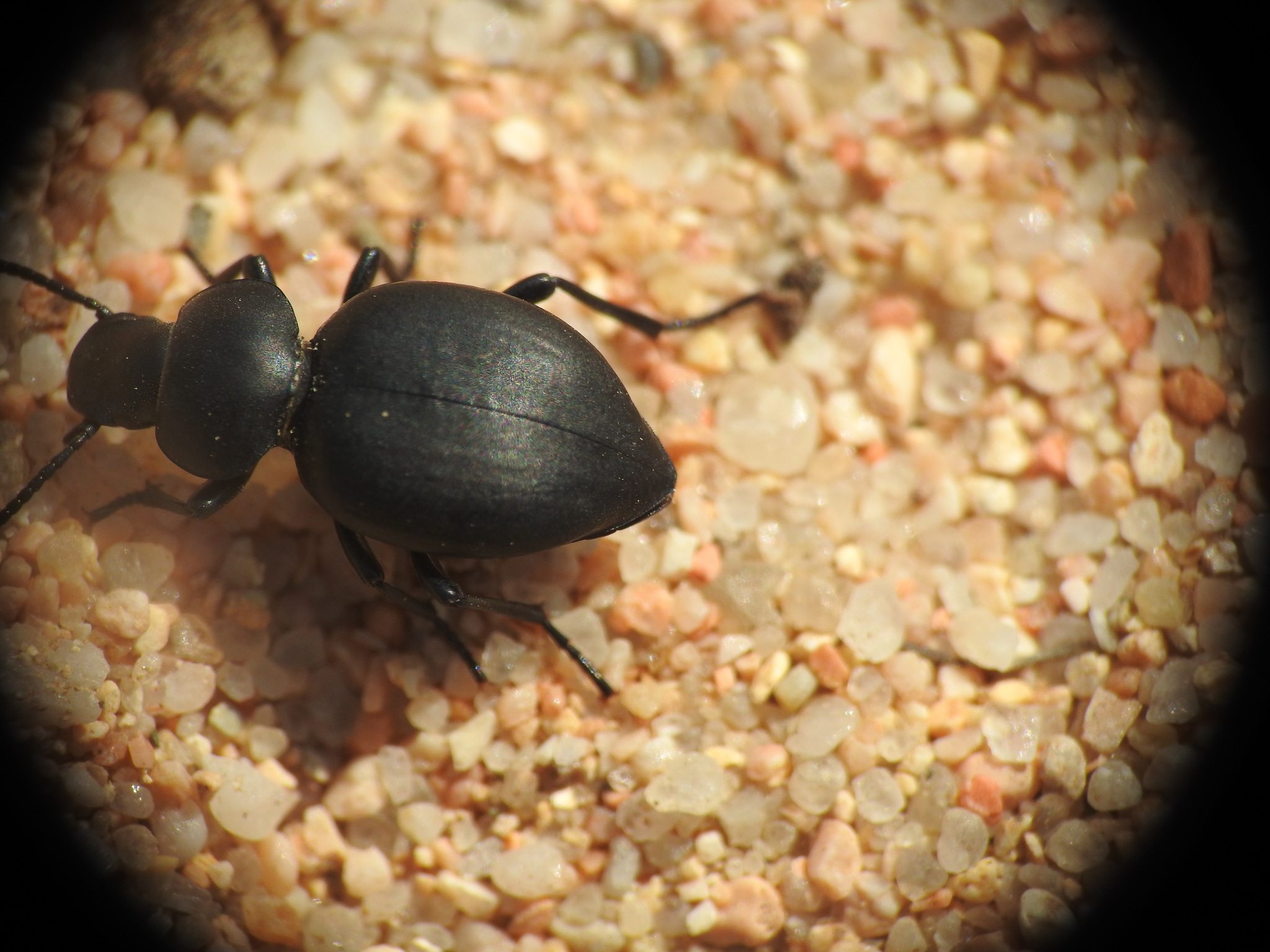 Tentyria
