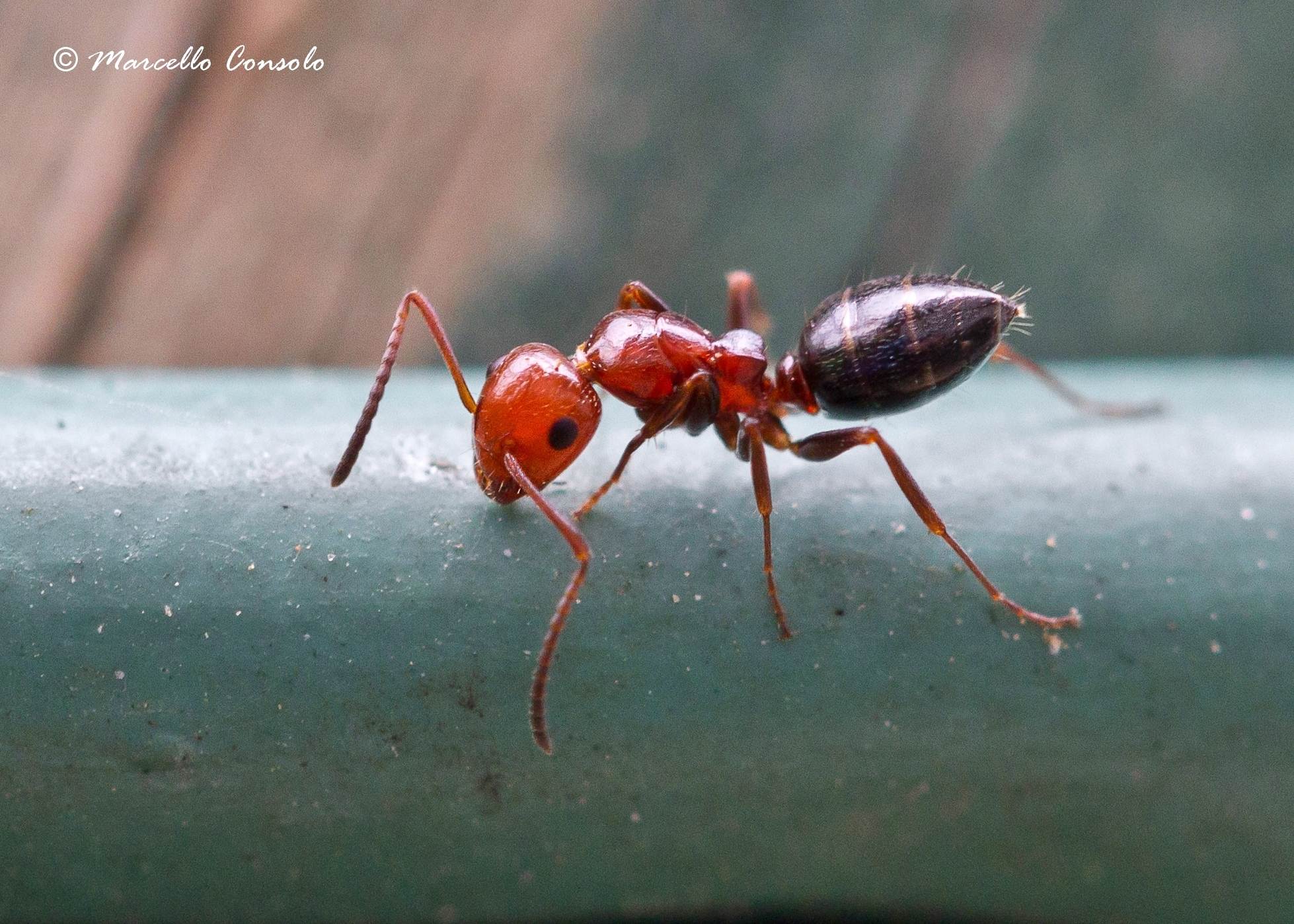 Camponotus lateralis