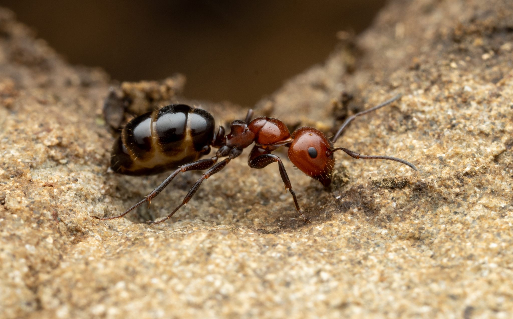 Camponotus lateralis