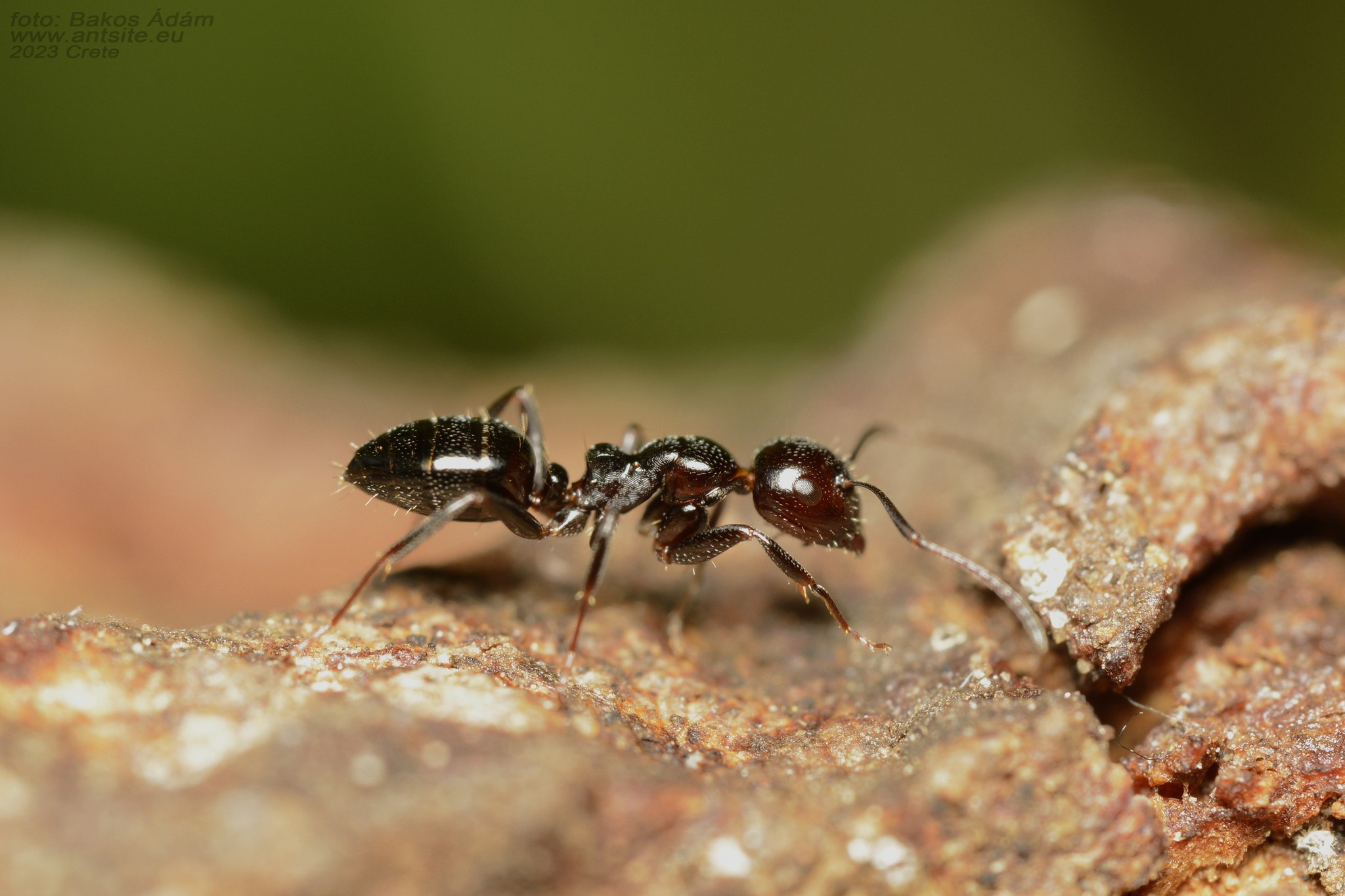 Camponotus lateralis
