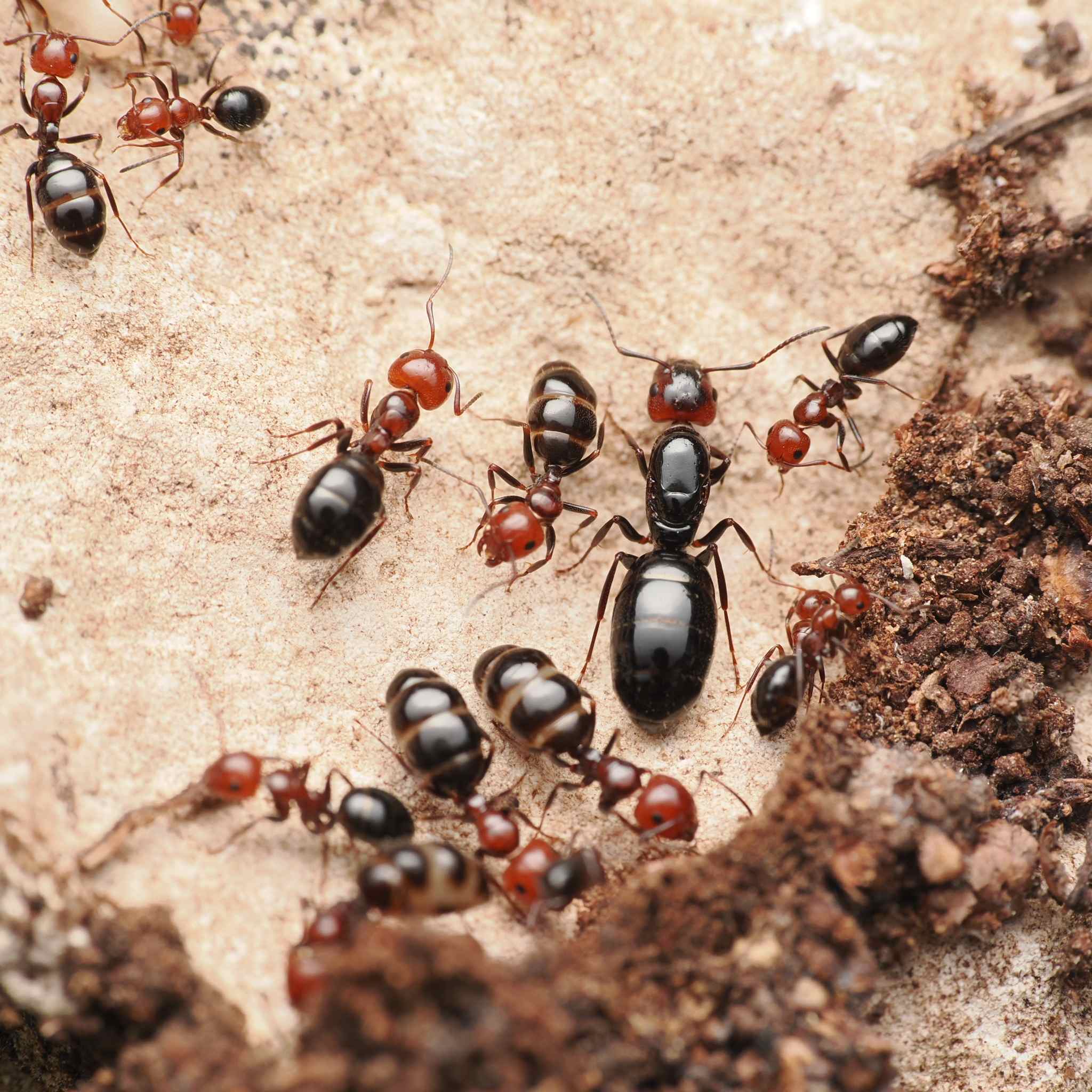Camponotus lateralis