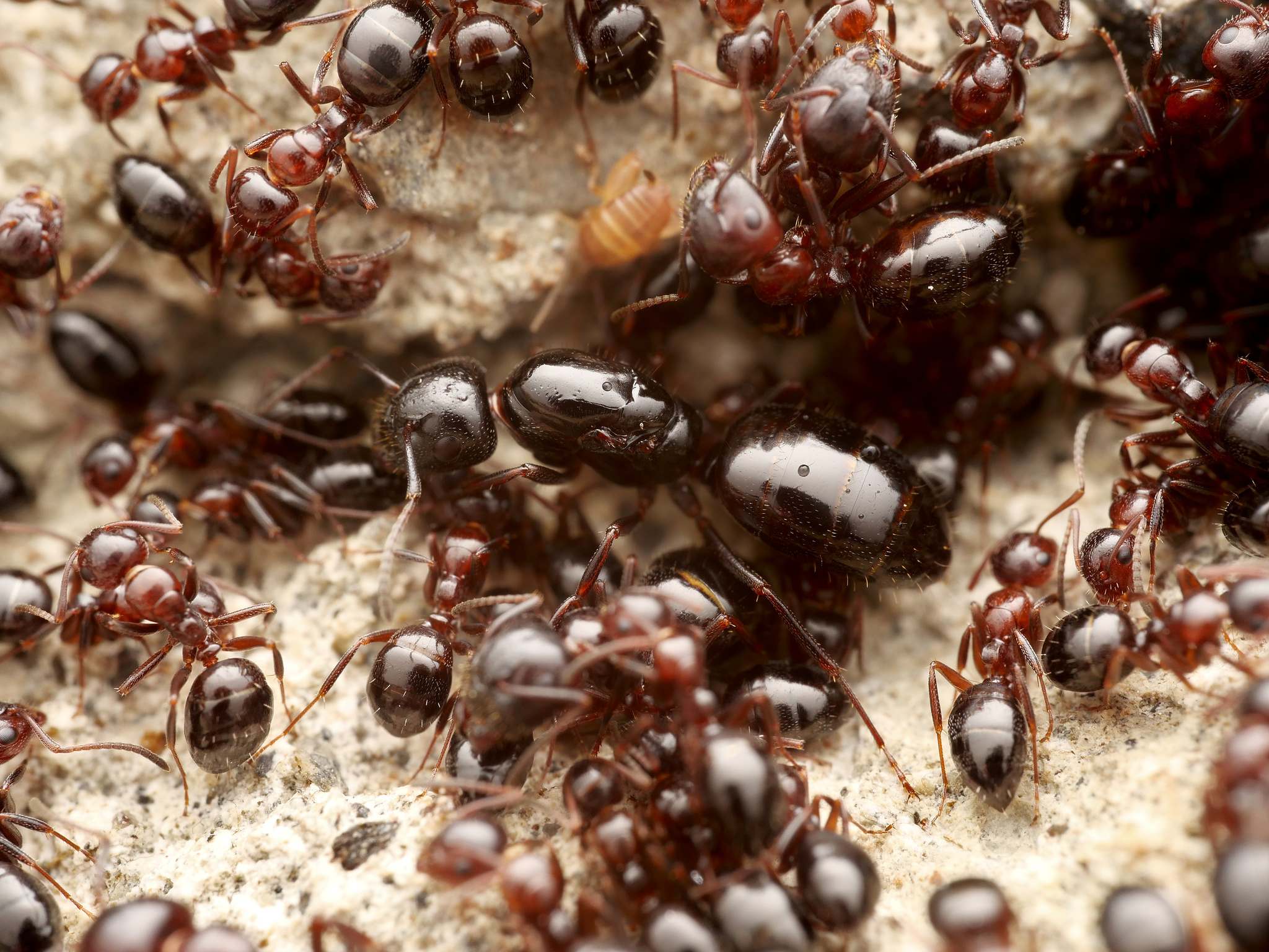 Camponotus lateralis