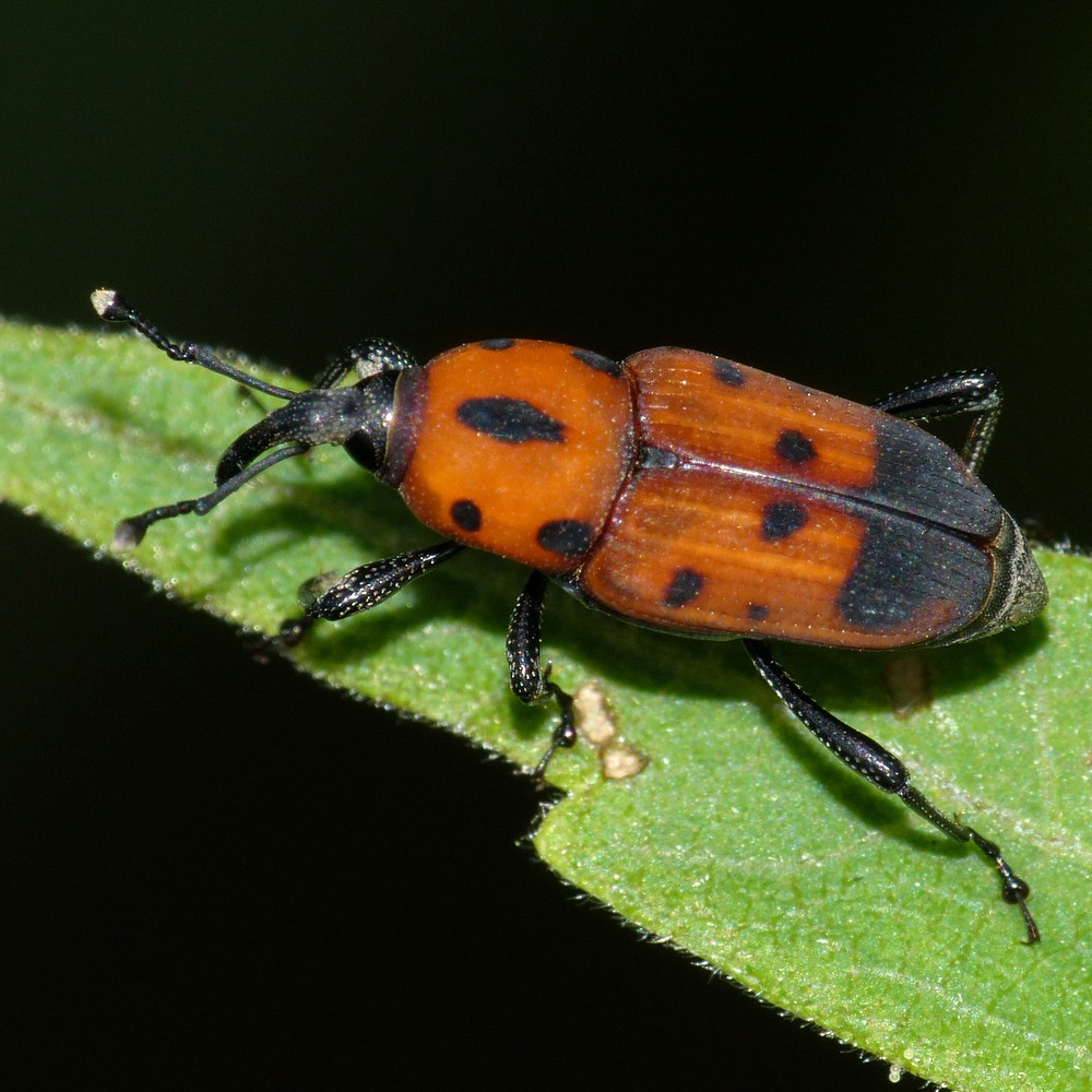 Rhodobaenus