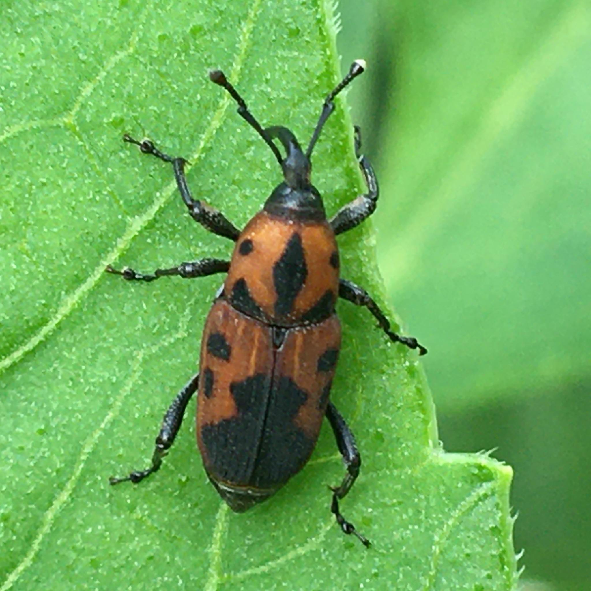 Rhodobaenus