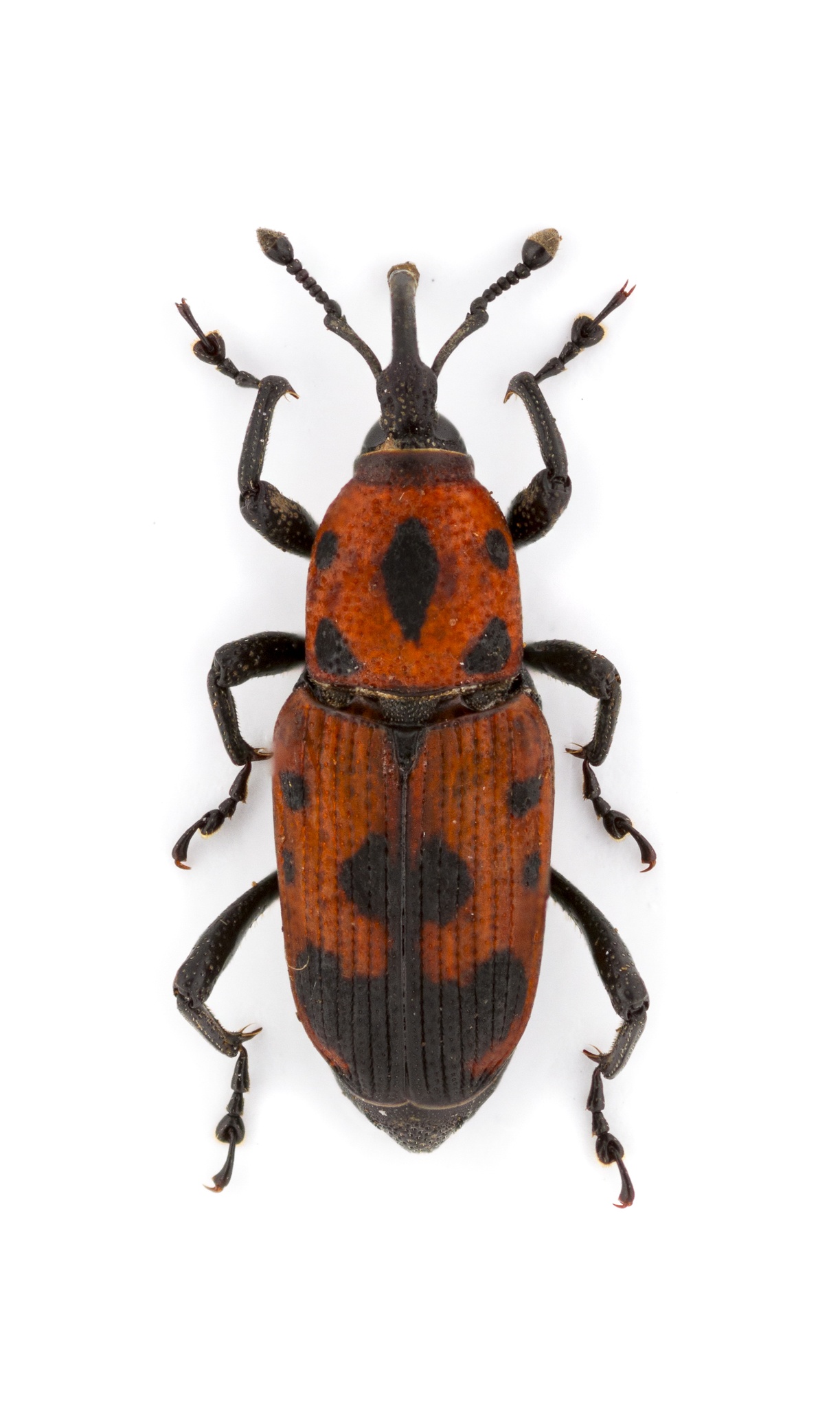 Rhodobaenus
