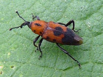 Rhodobaenus