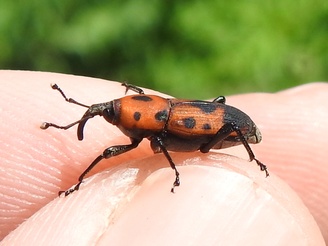 Rhodobaenus