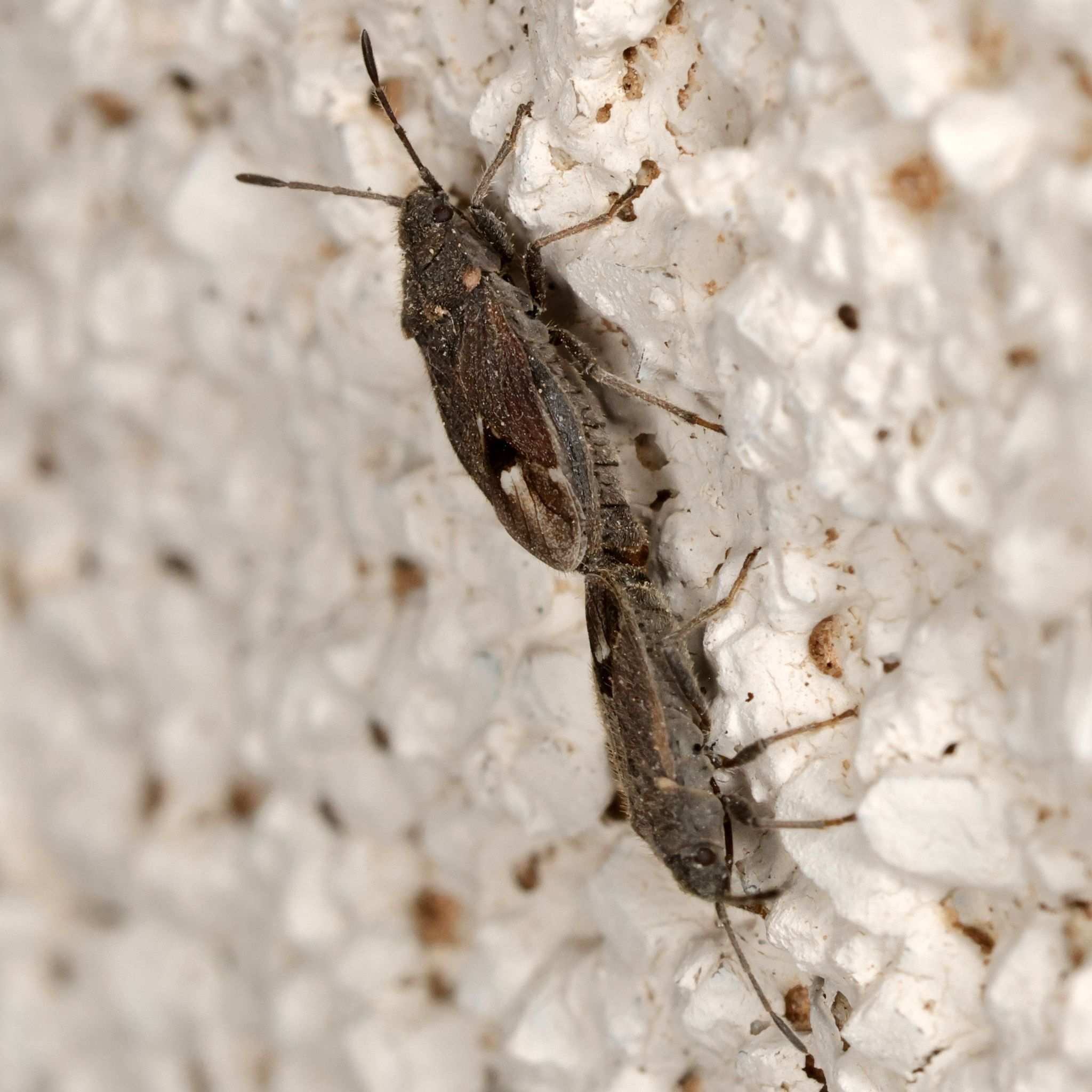 Lygaeospilus
