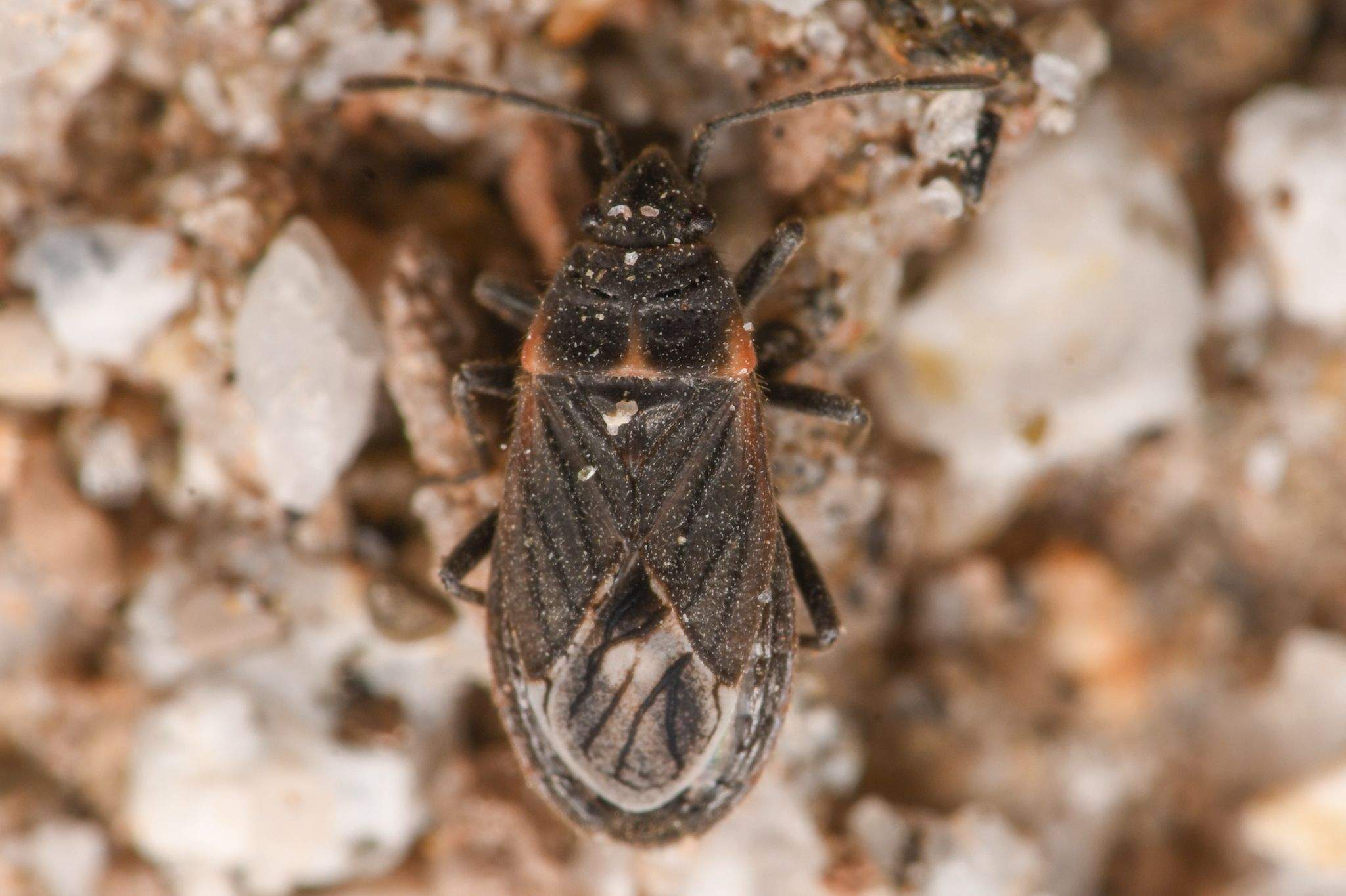 Lygaeospilus