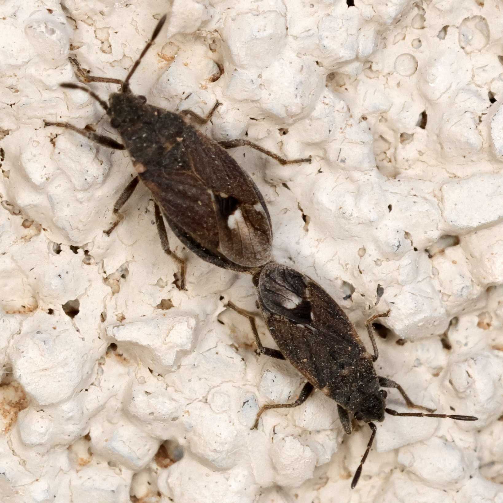 Lygaeospilus