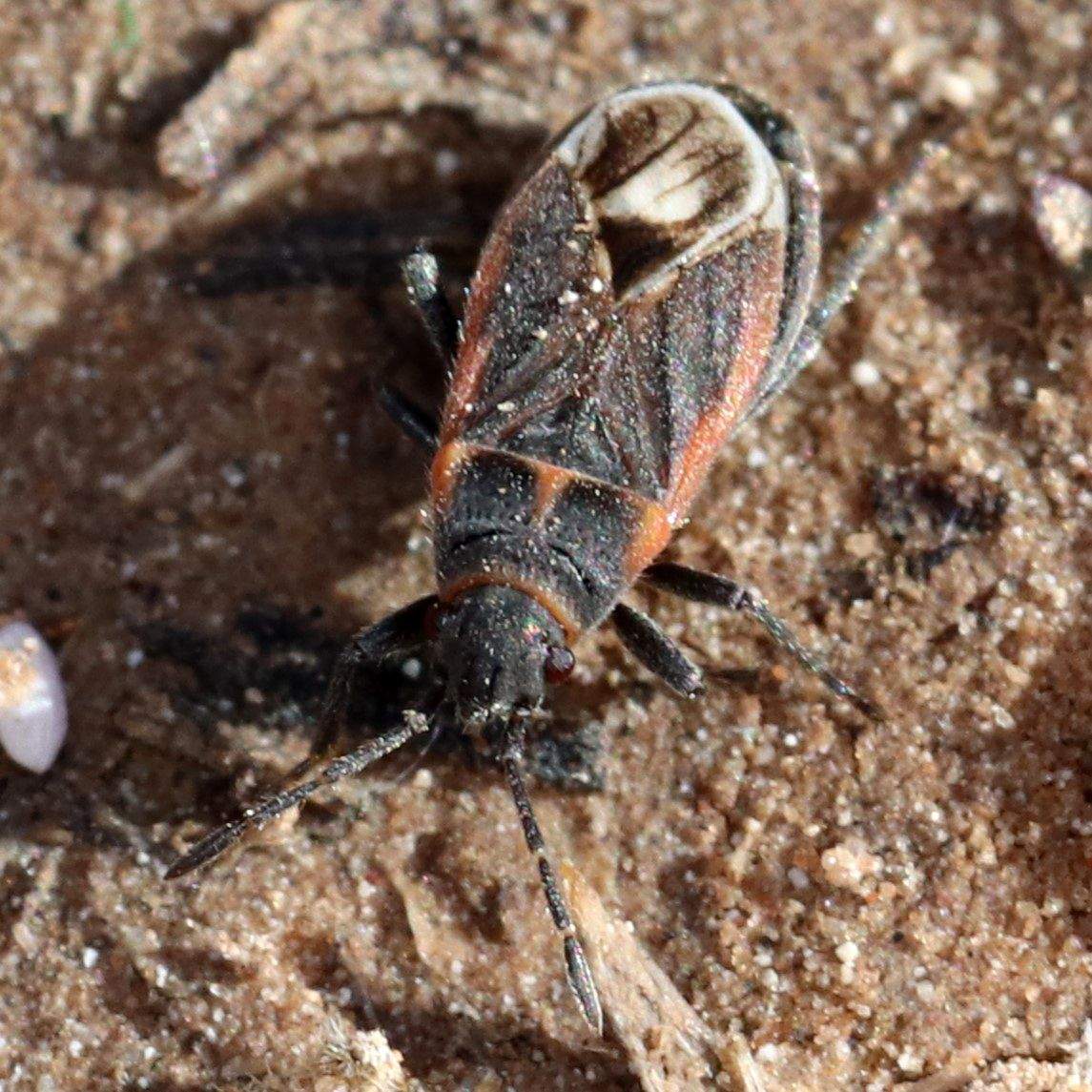 Lygaeospilus