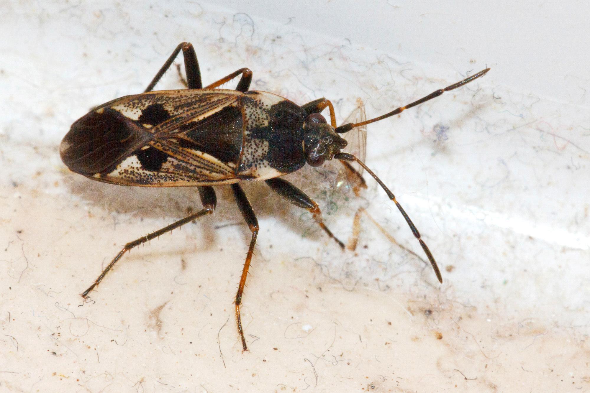 Rhyparochromus vulgaris