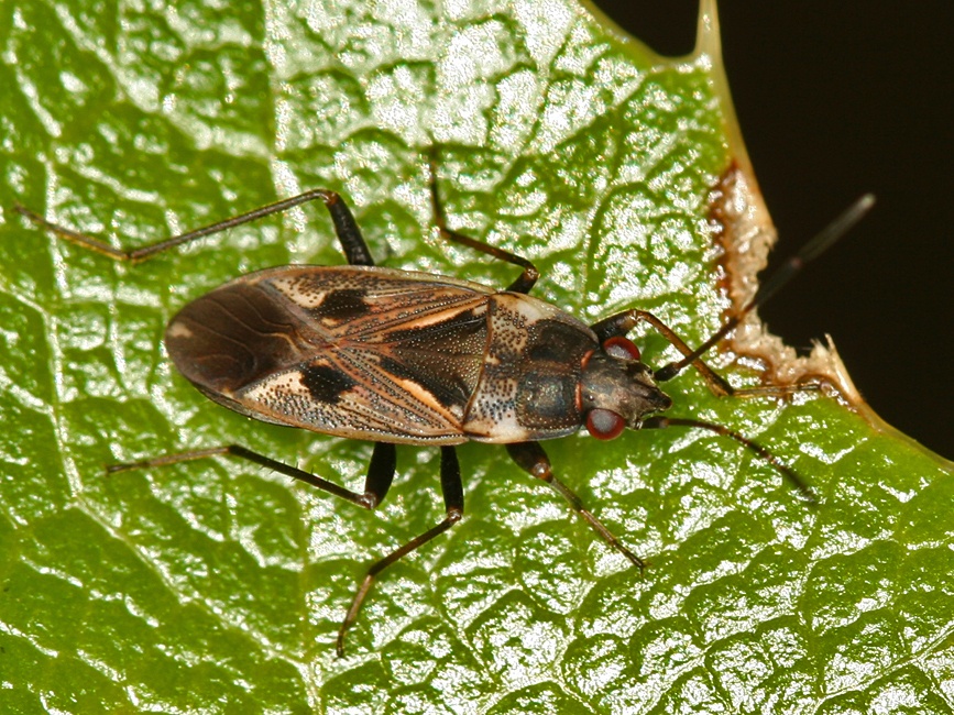 Rhyparochromus vulgaris