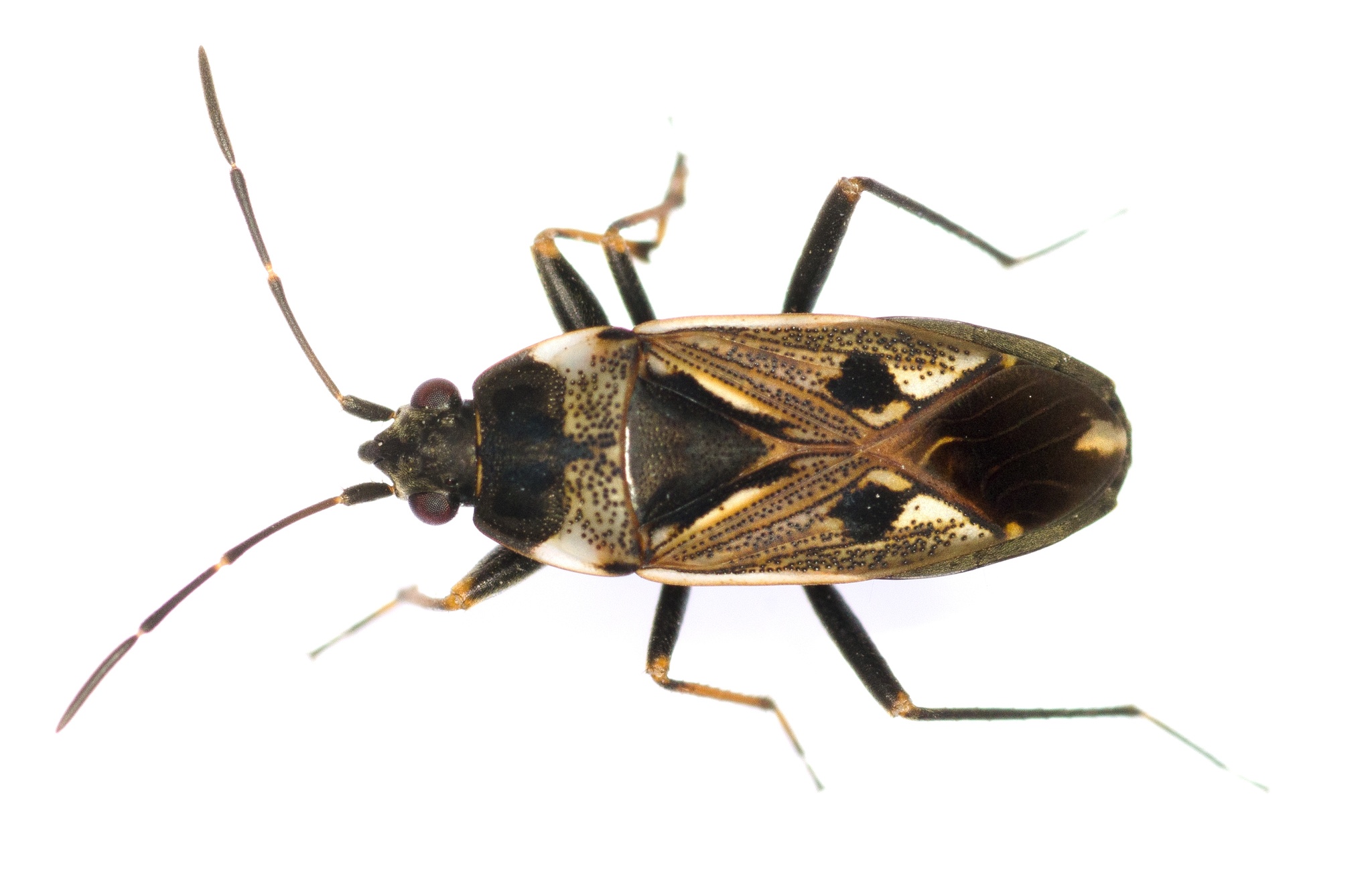 Rhyparochromus vulgaris