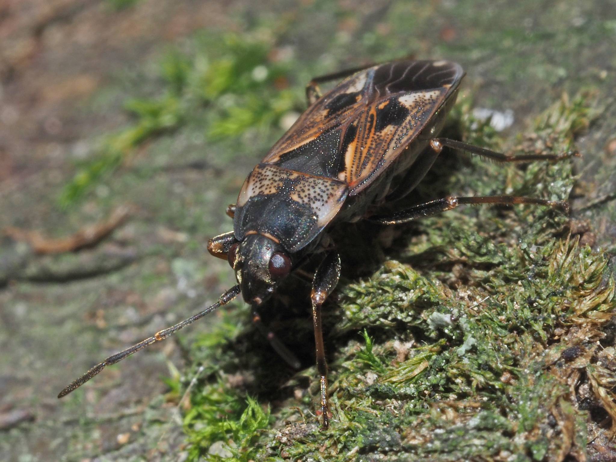 Rhyparochromus vulgaris