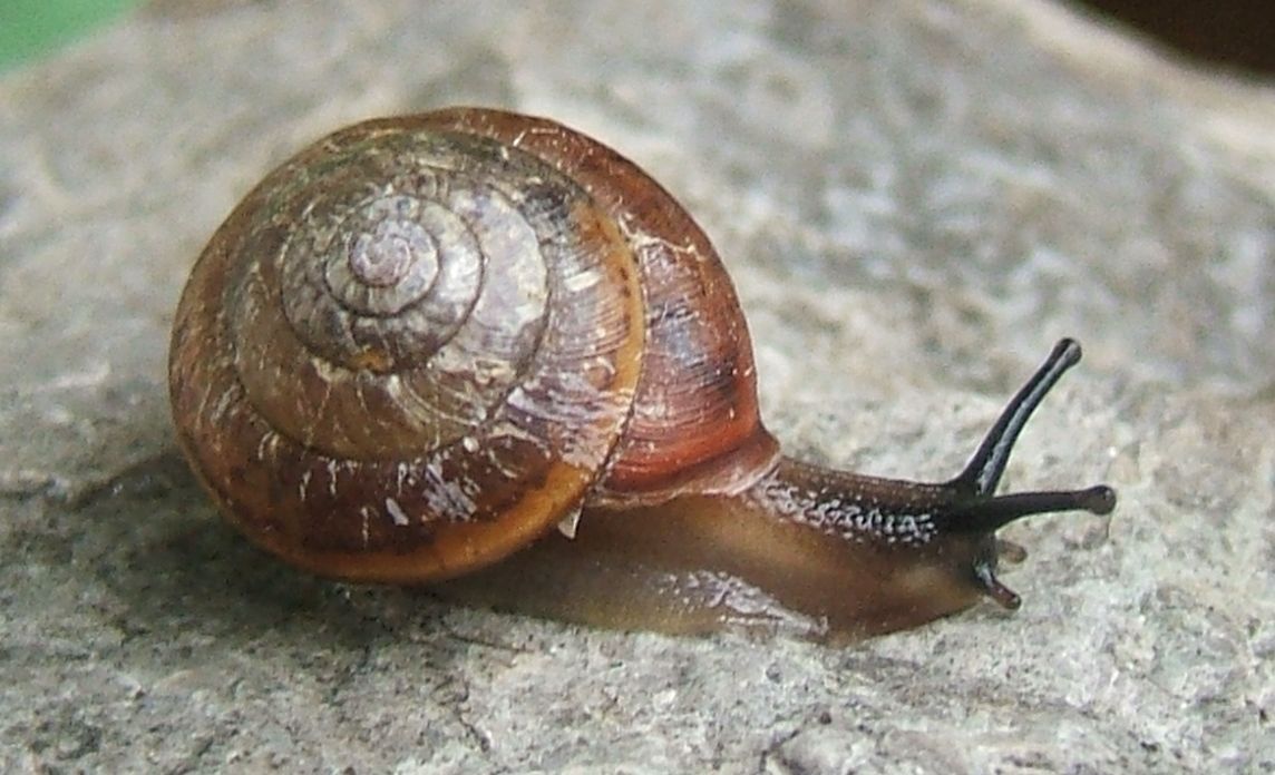 Perforatella incarnata