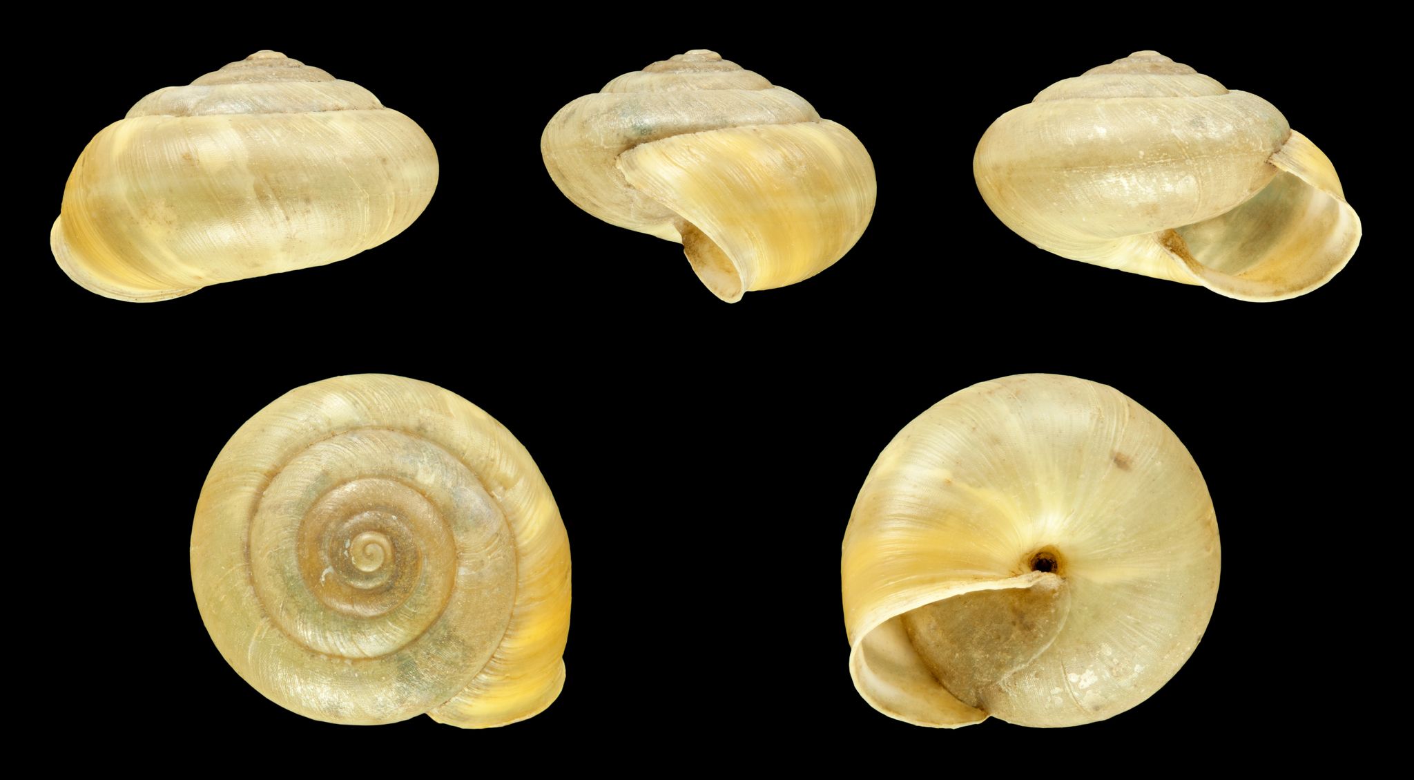 Perforatella incarnata