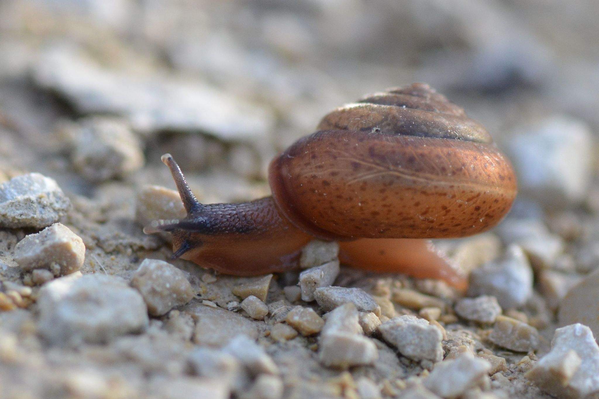 Perforatella incarnata