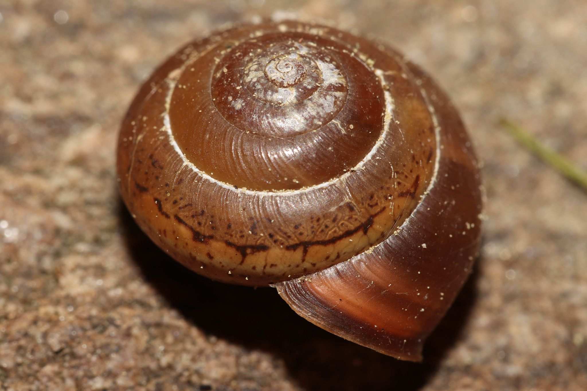 Perforatella incarnata