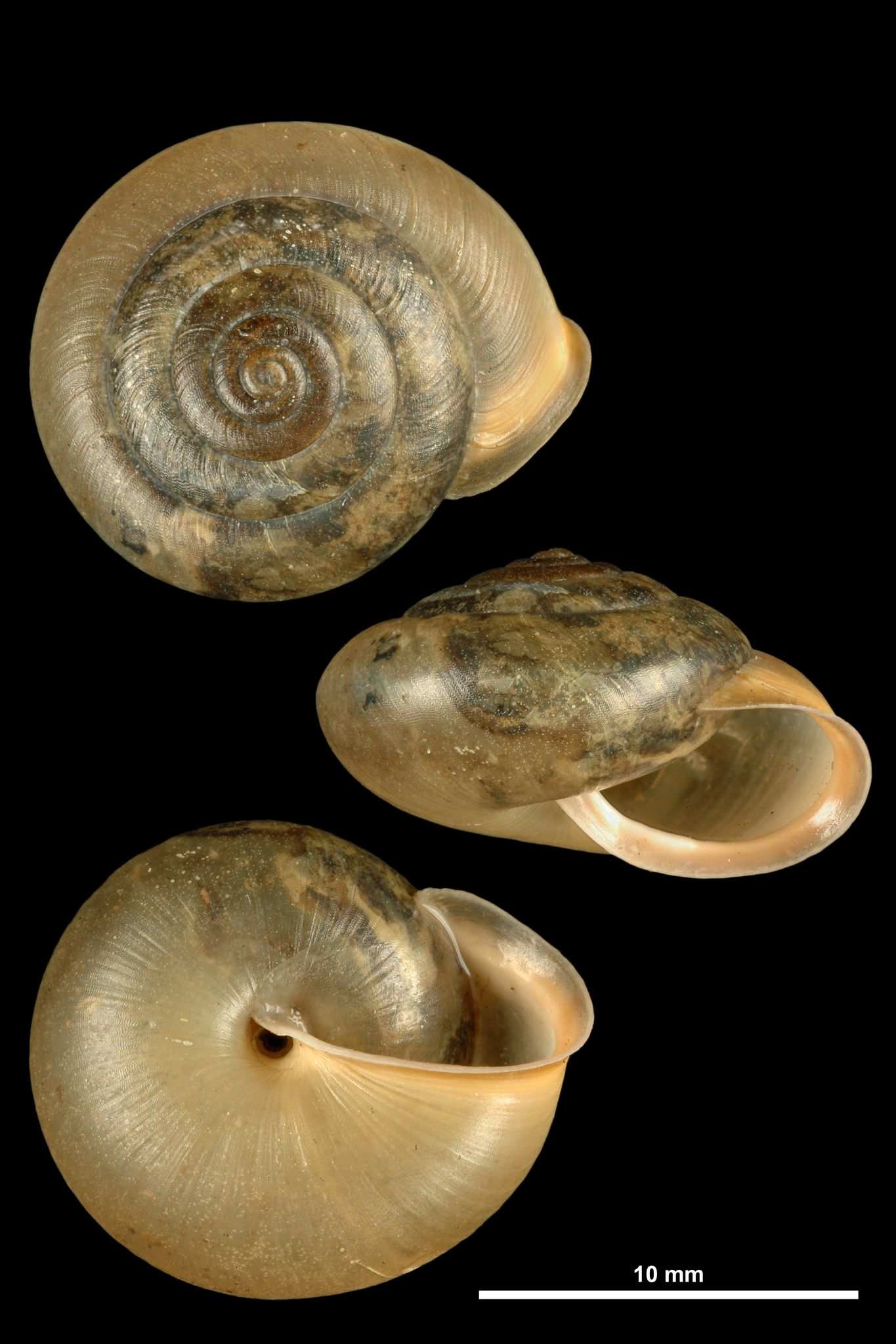 Perforatella incarnata