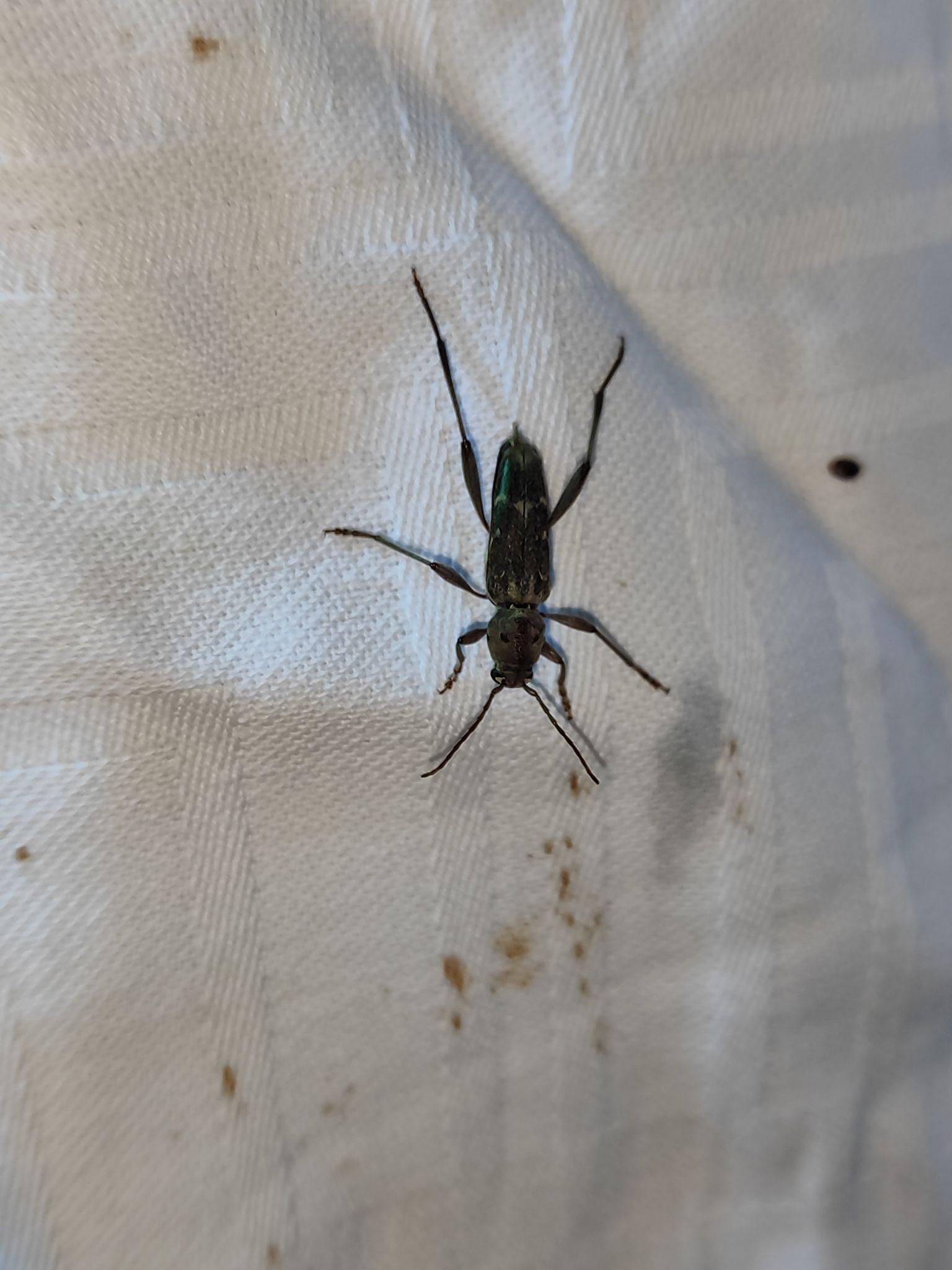 Xylotrechus stebbingi