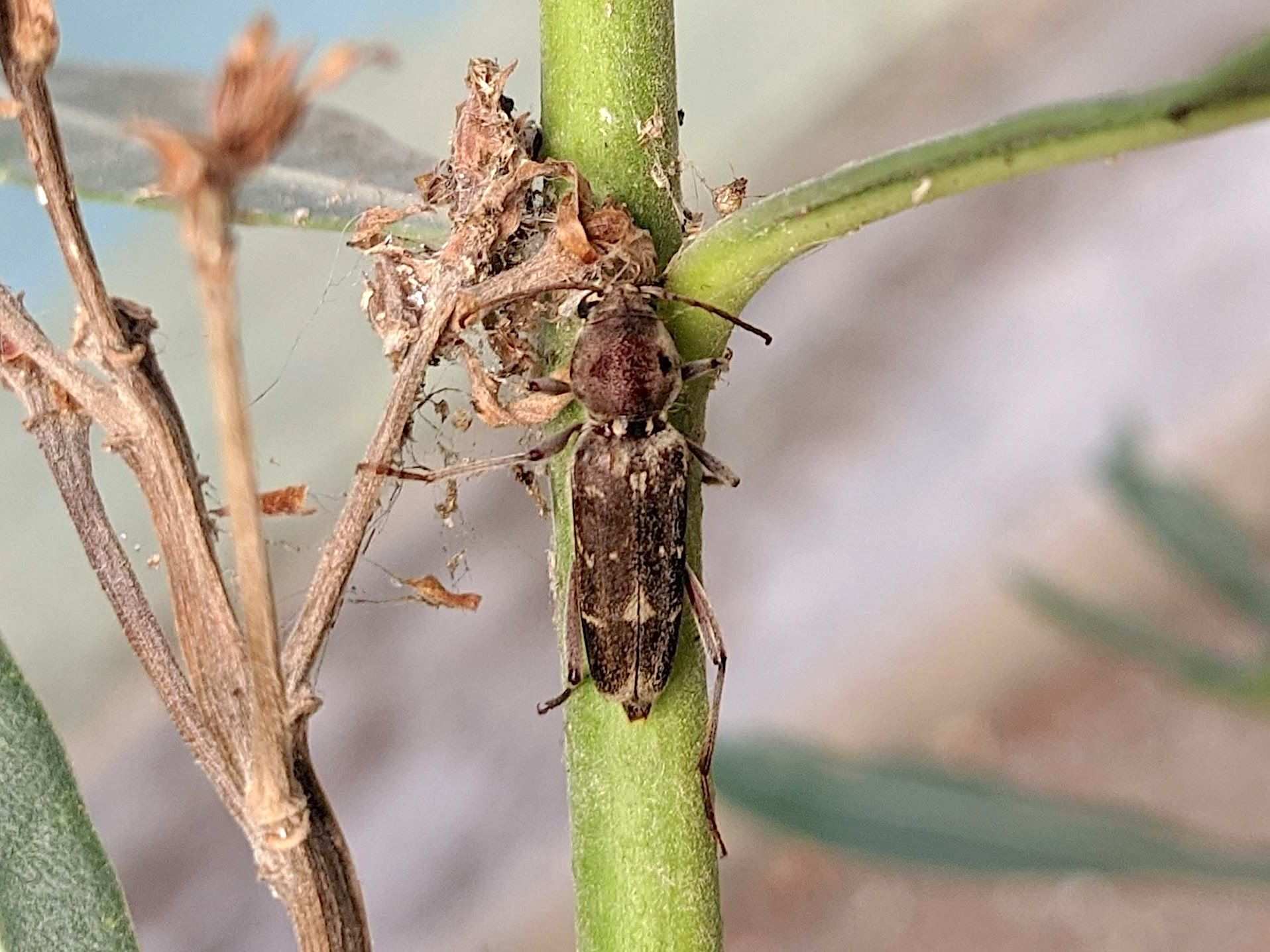 Xylotrechus stebbingi